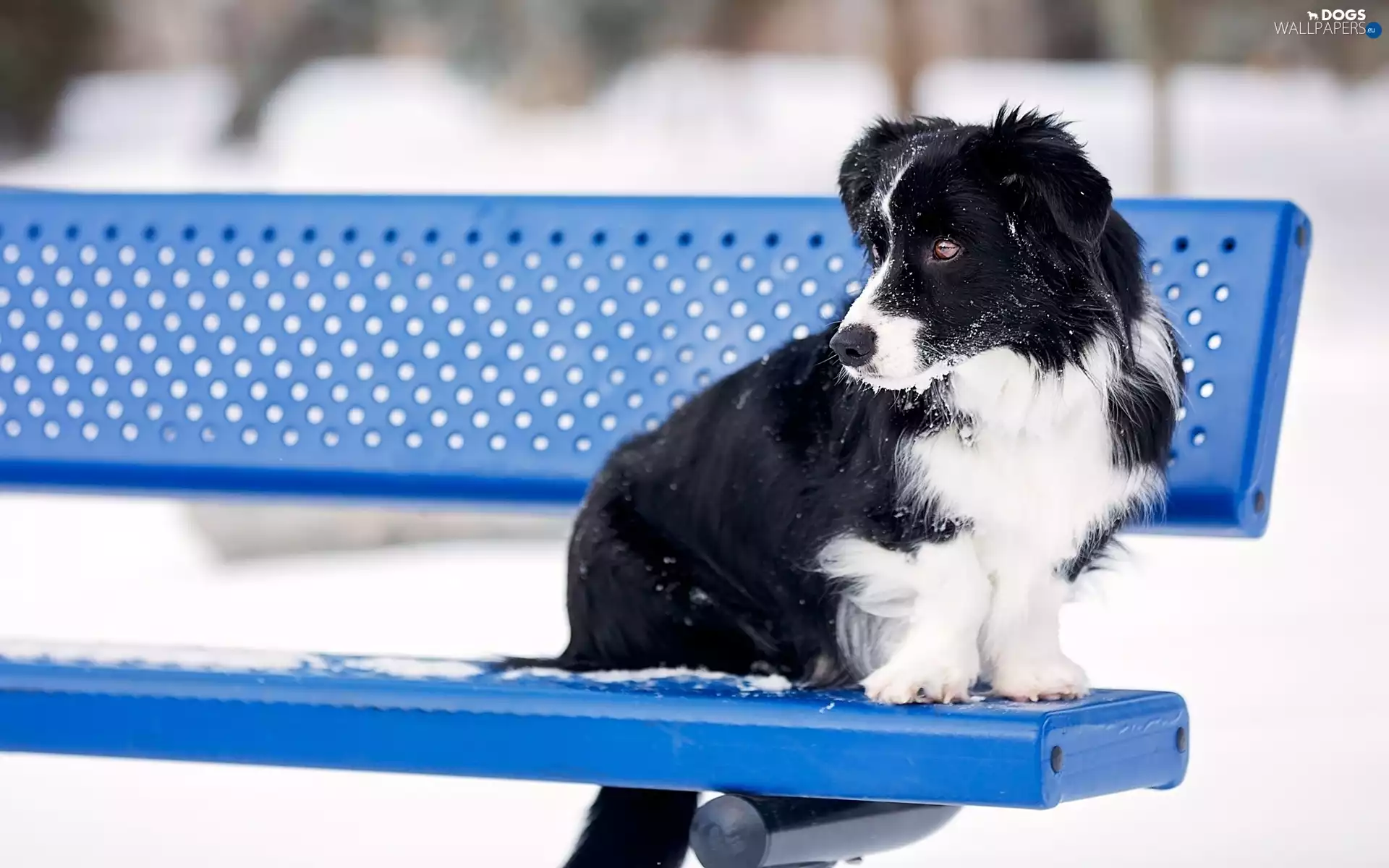 Border Collie, Bench, dog