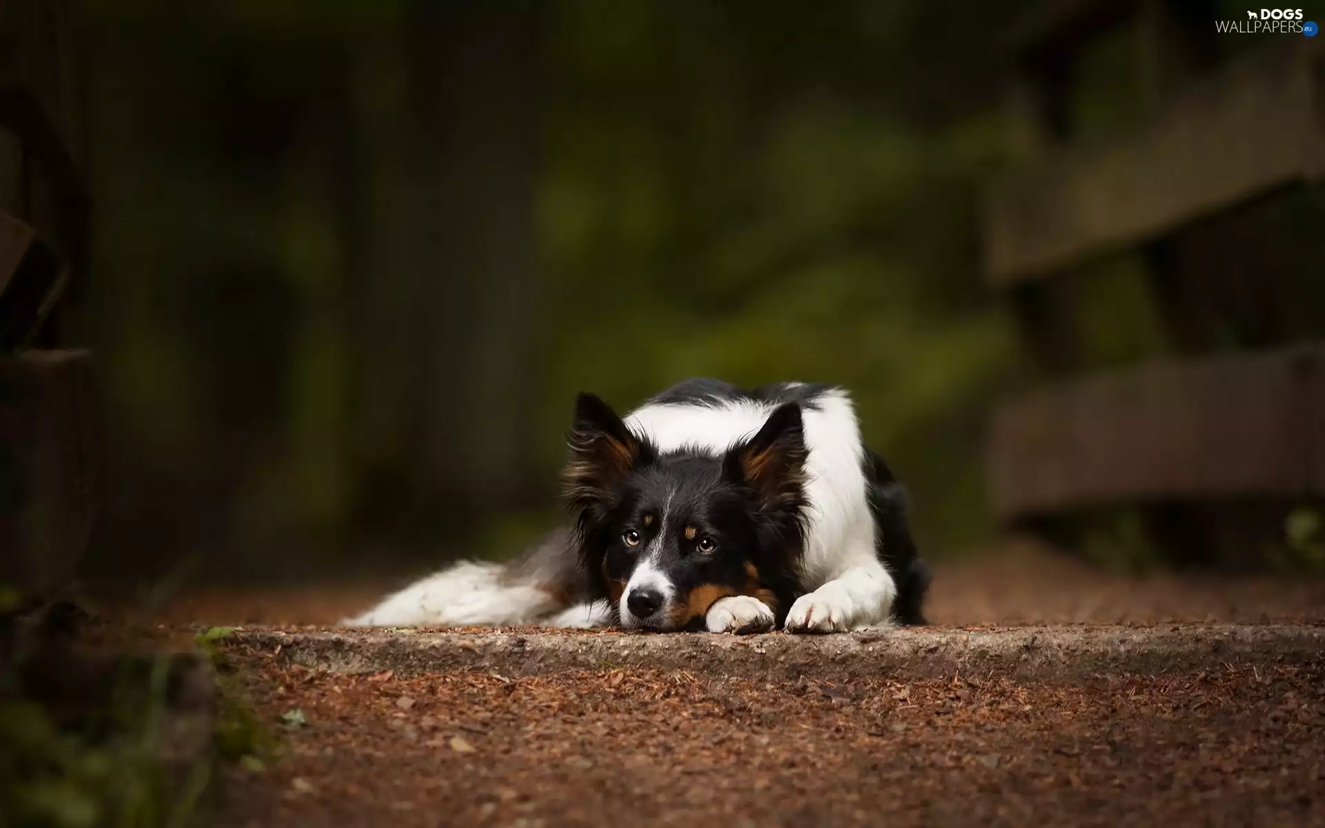 Border Collie, lying, dog