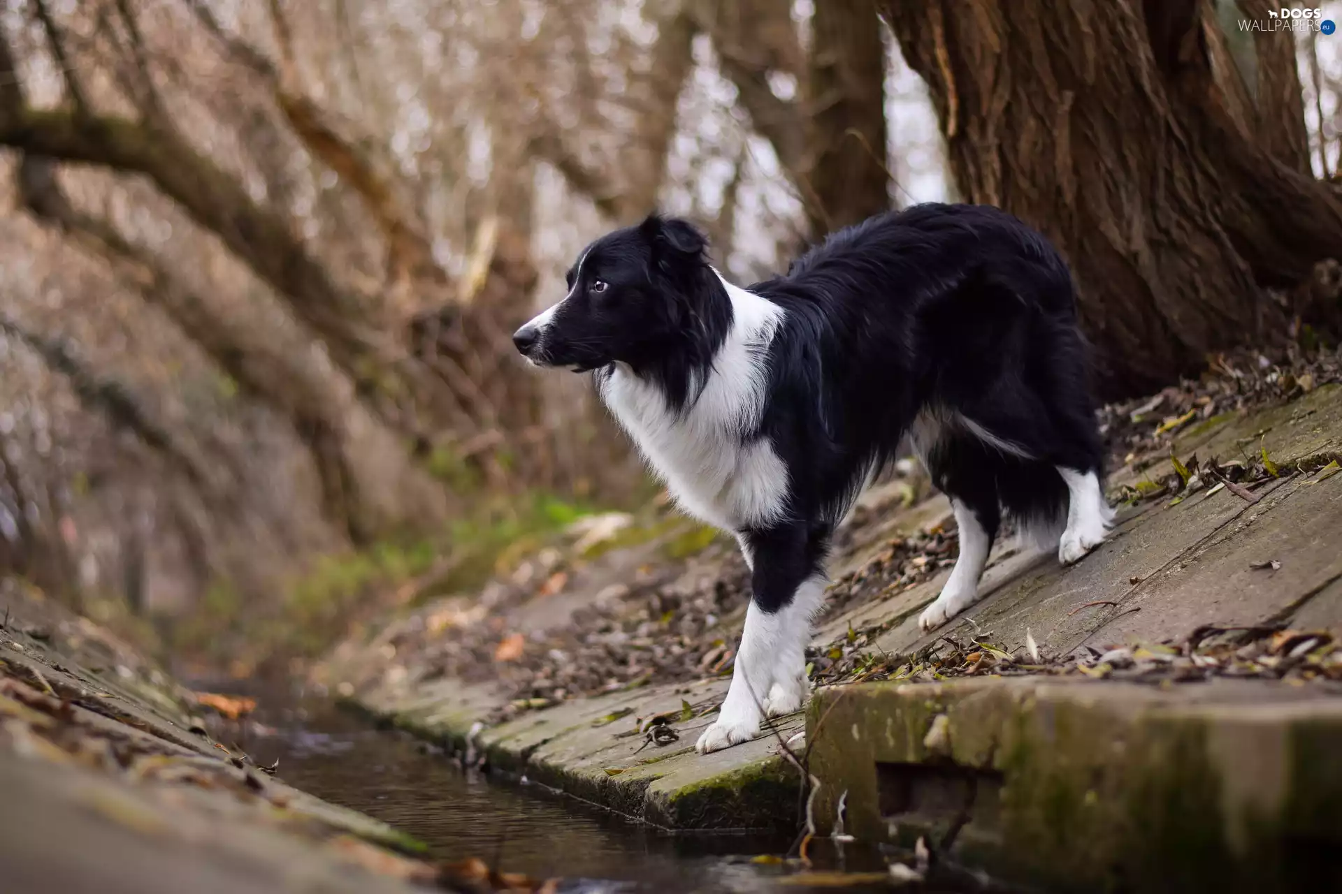 channel, dog, Border Collie, stream