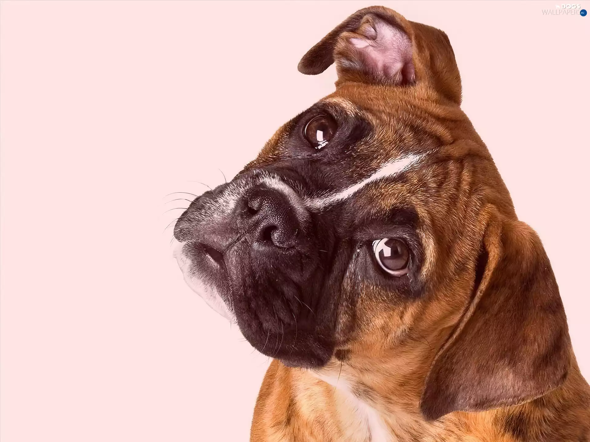 dog, boxer