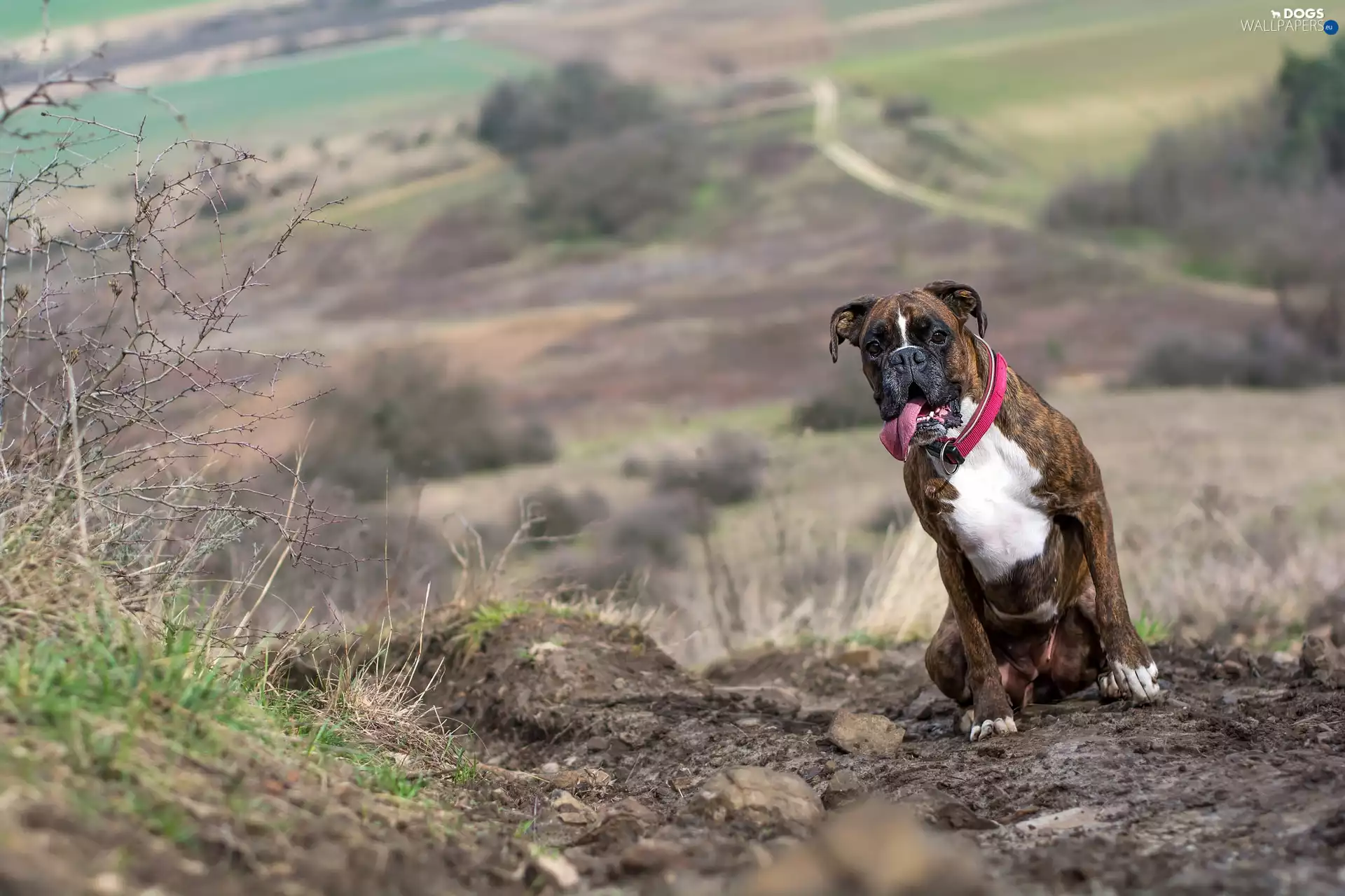 dog, red hot, dog-collar, boxer