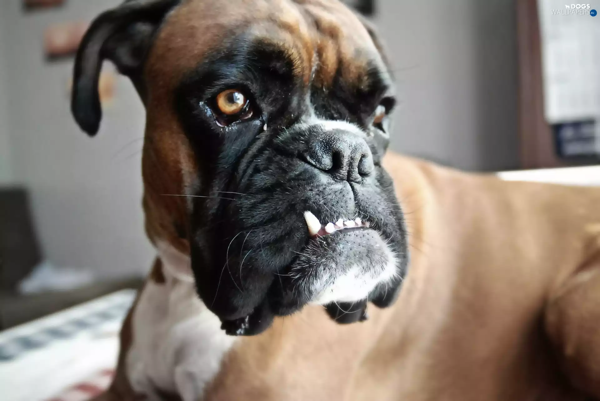 dog, boxer
