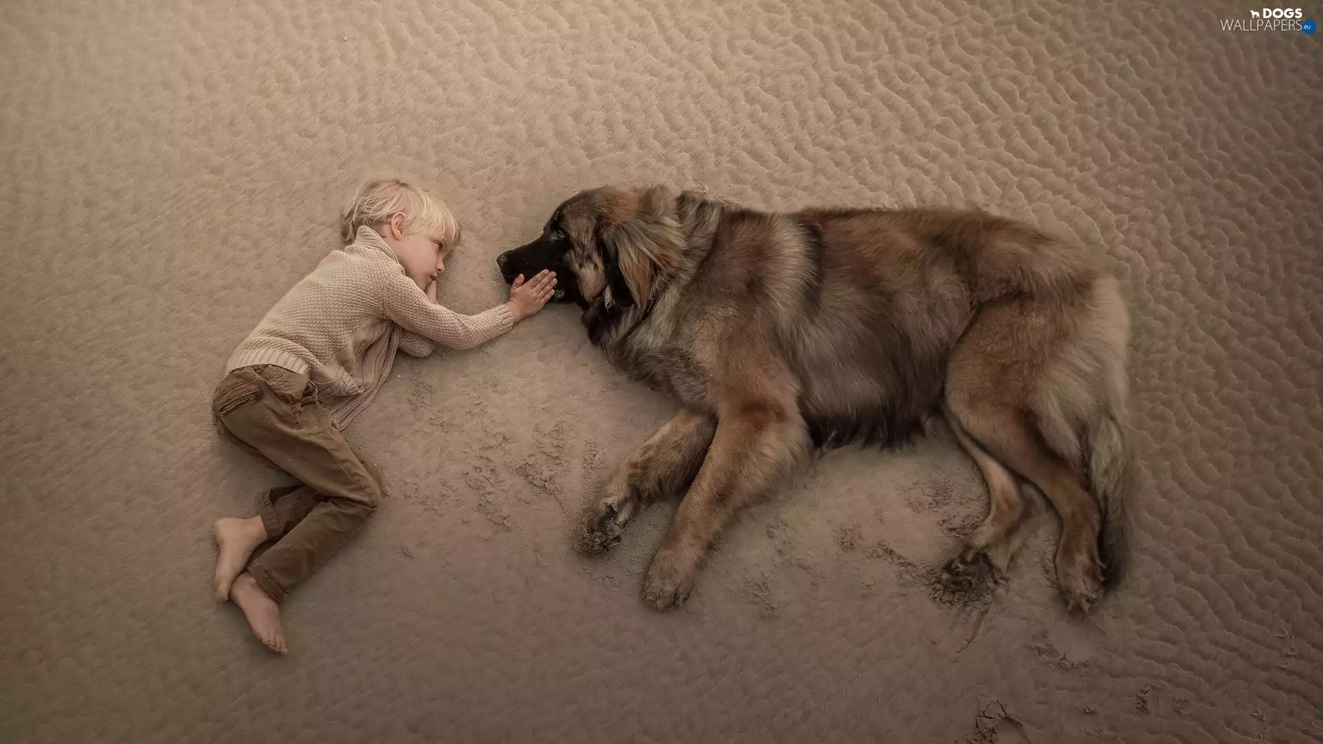 boy, Leonberger, Beaches, dog