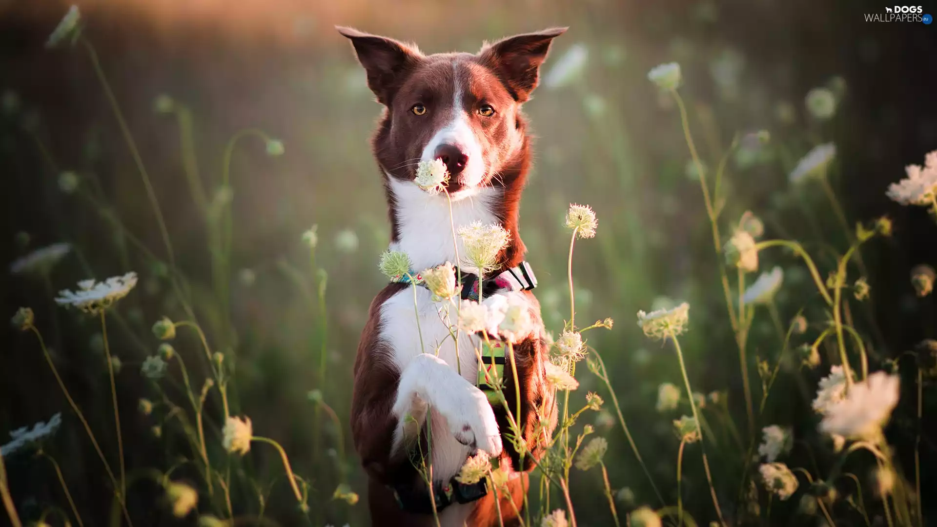 Meadow, Flowers, Brown and white, Border Collie, dog