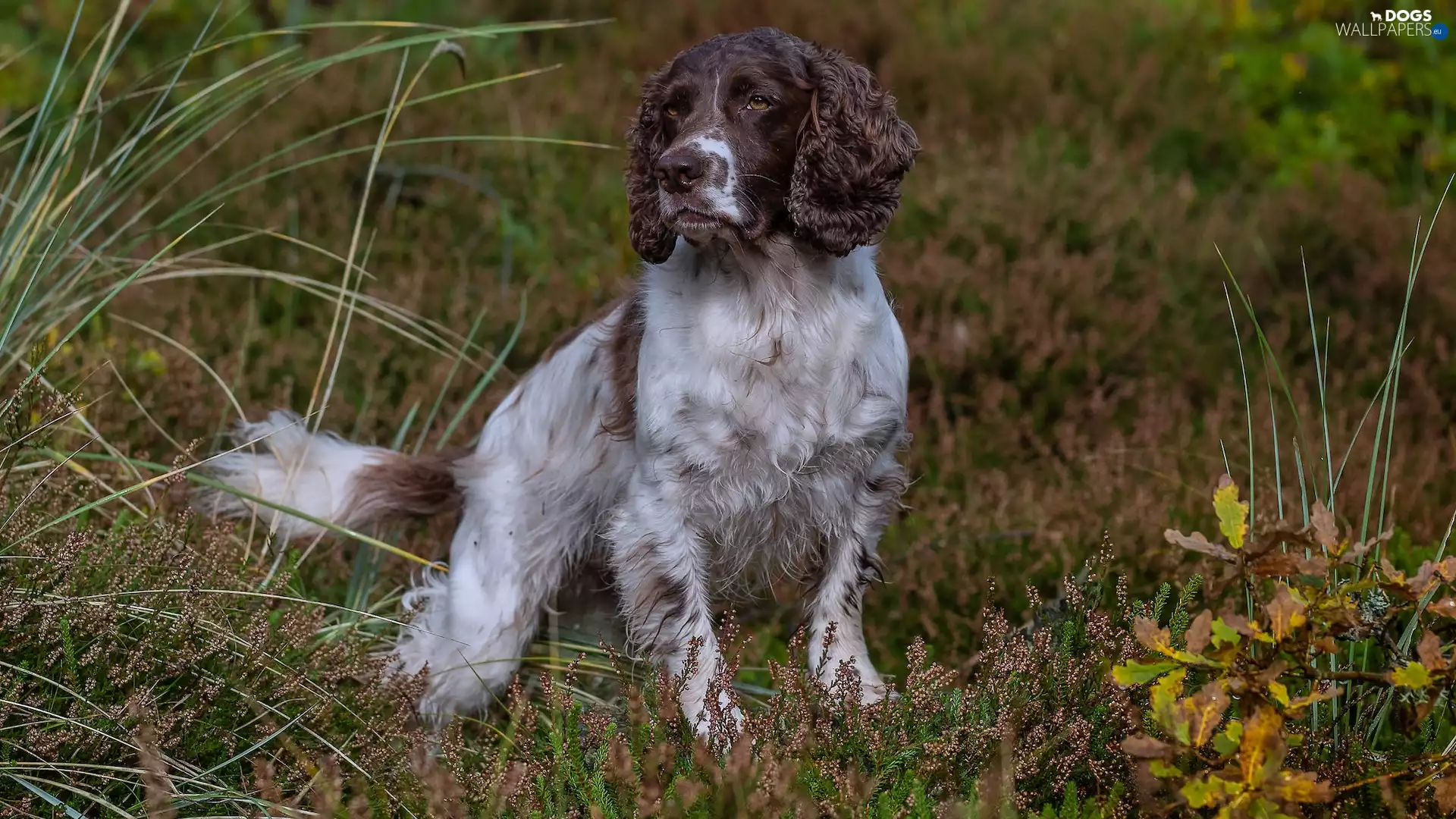 English Springer Spaniel, dog, White-brown