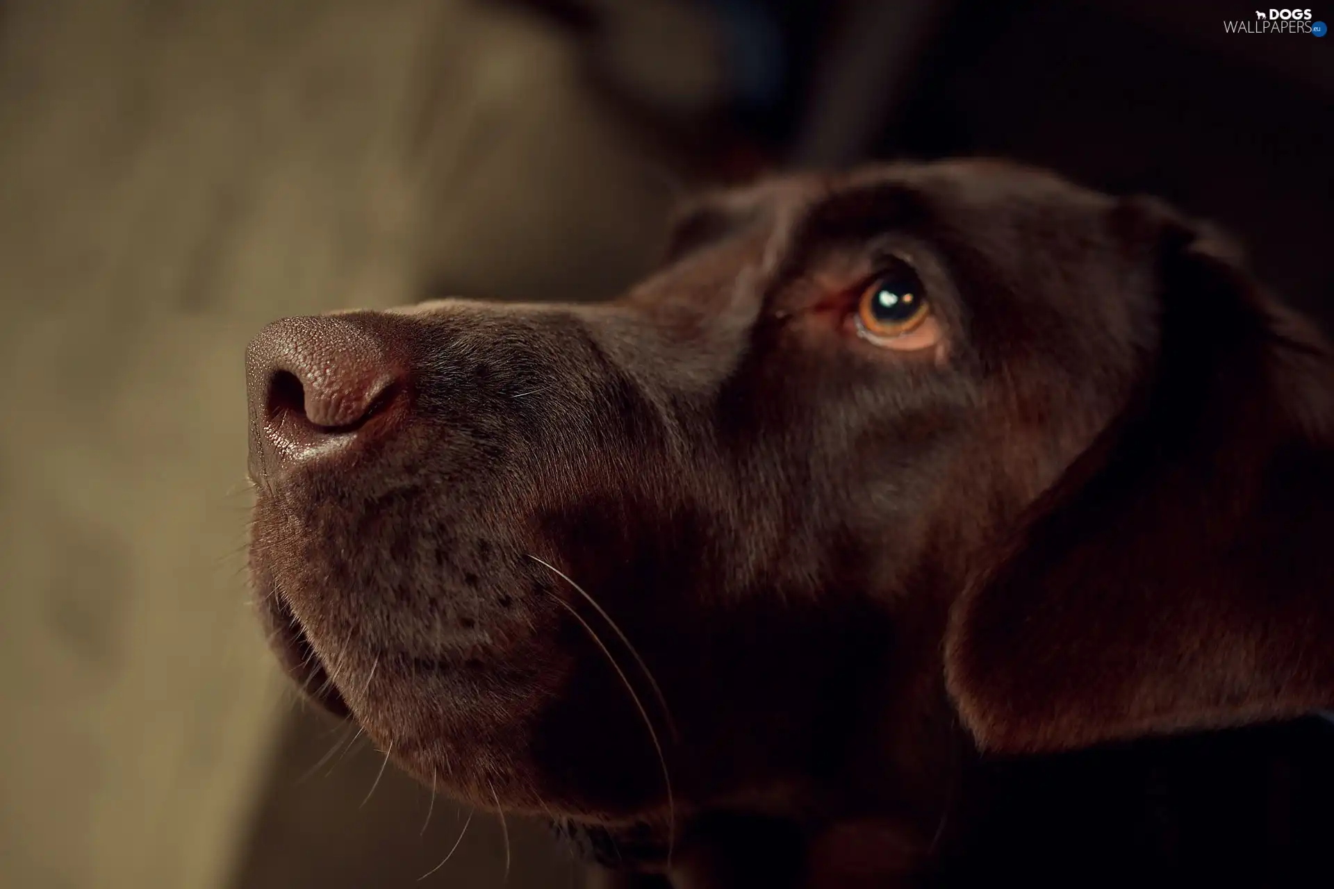 dog, Brown
