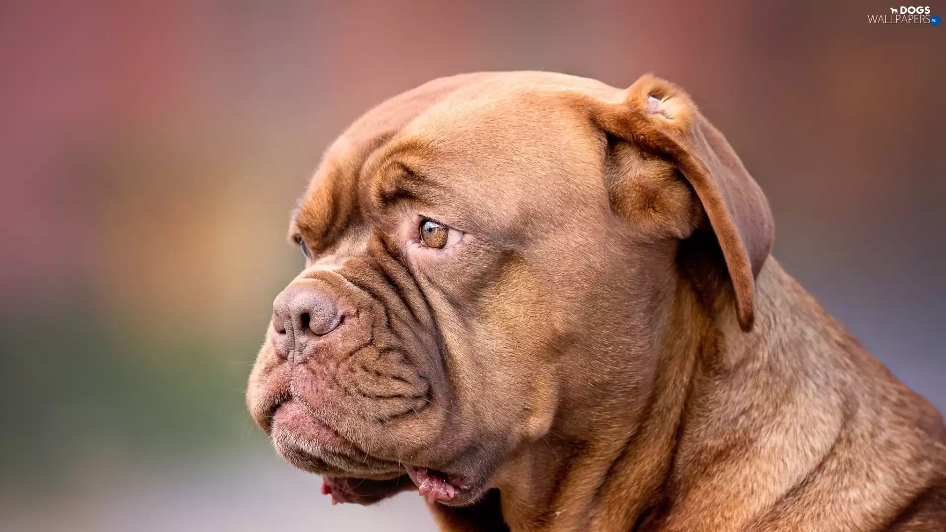 dog, English Bulldog