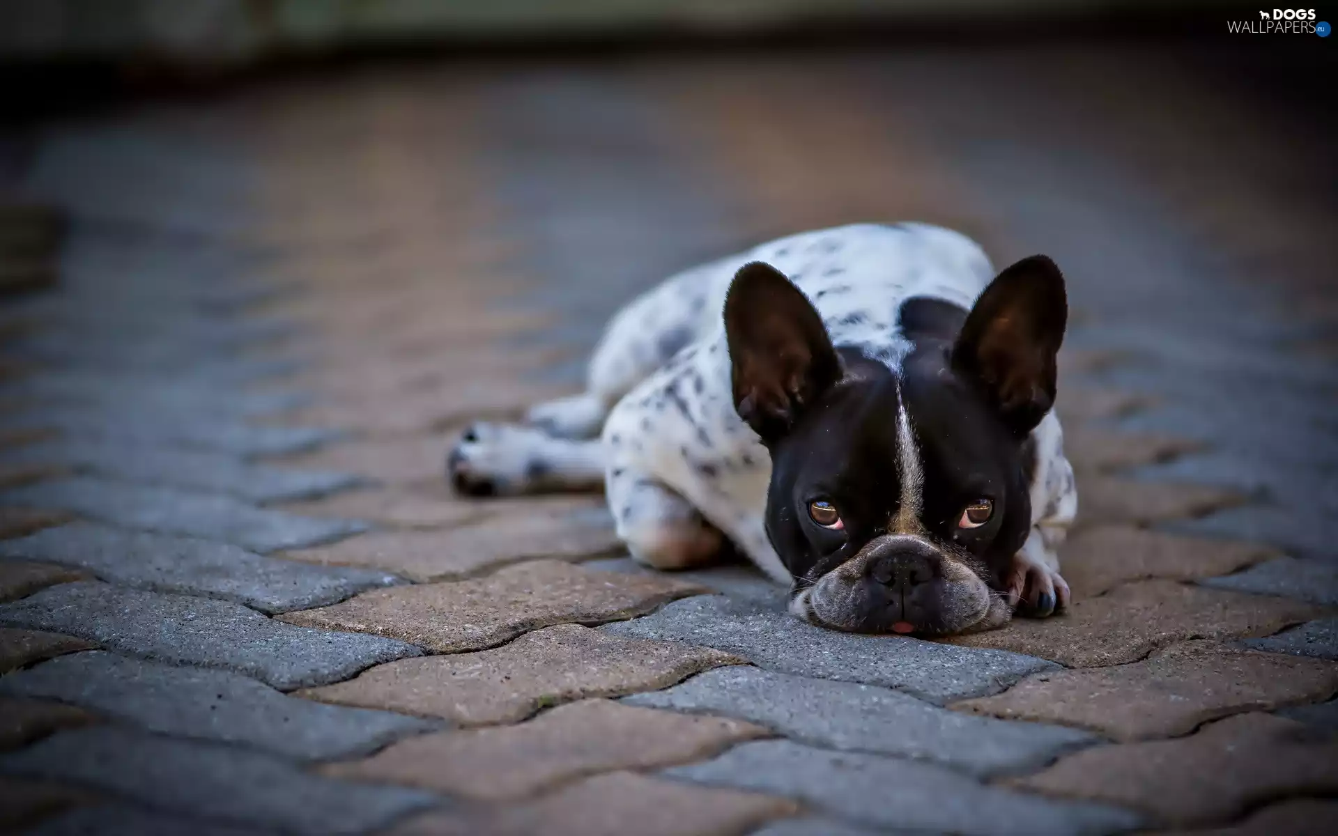 dog, French Bulldog