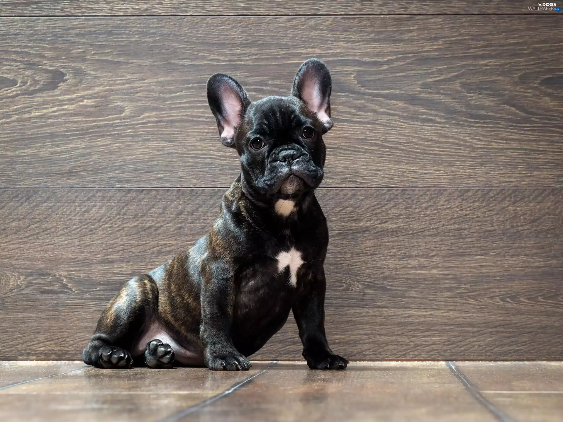 dog, French Bulldog