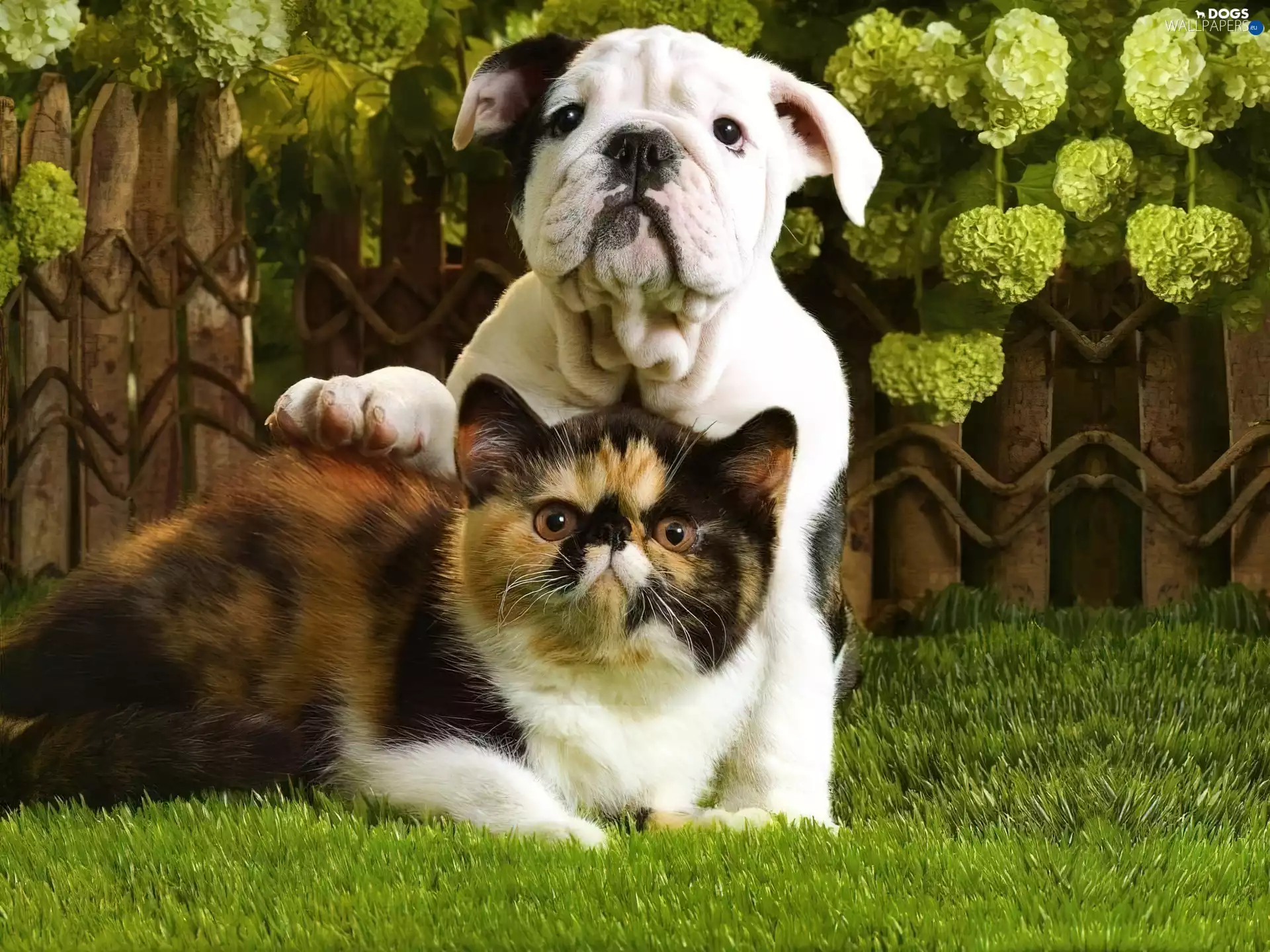 cat, grass, Buldog, dog