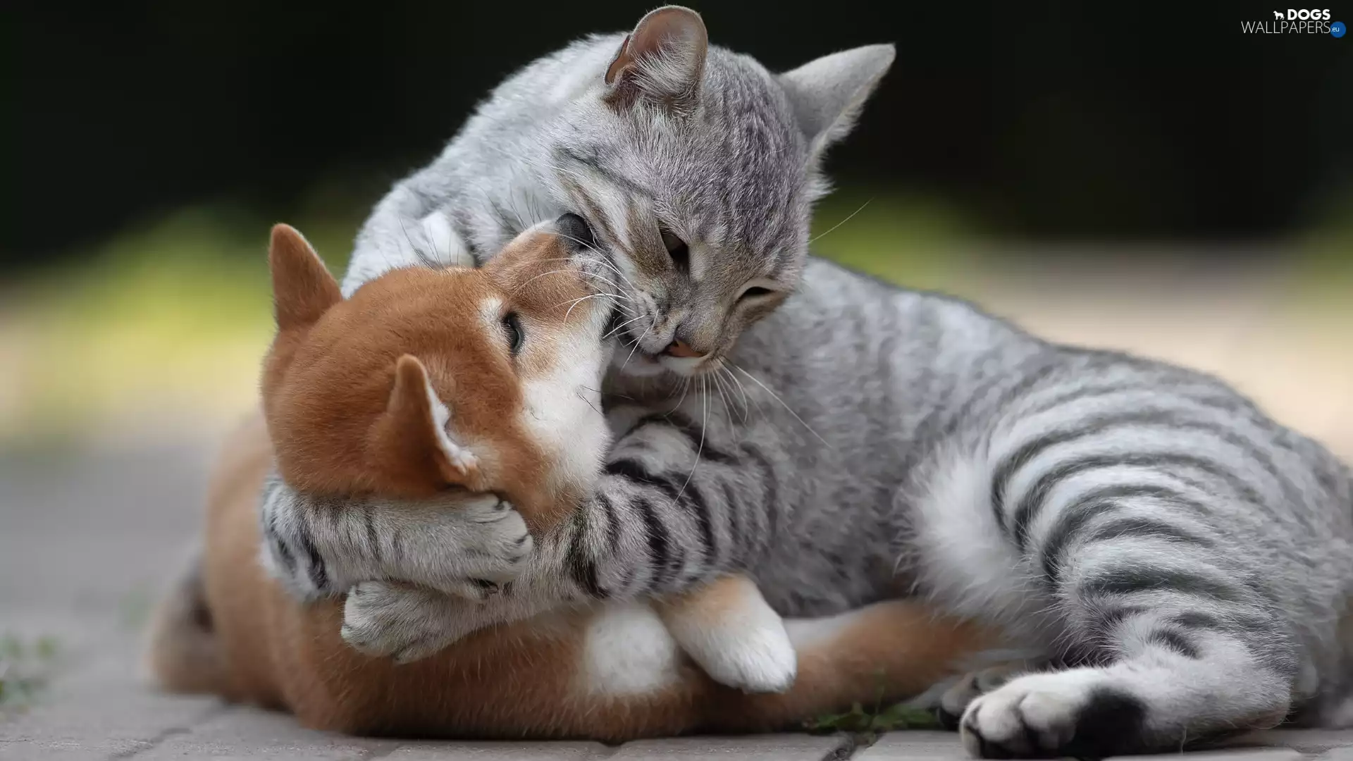 Shiba inu, friends, dog, Puppy, cat