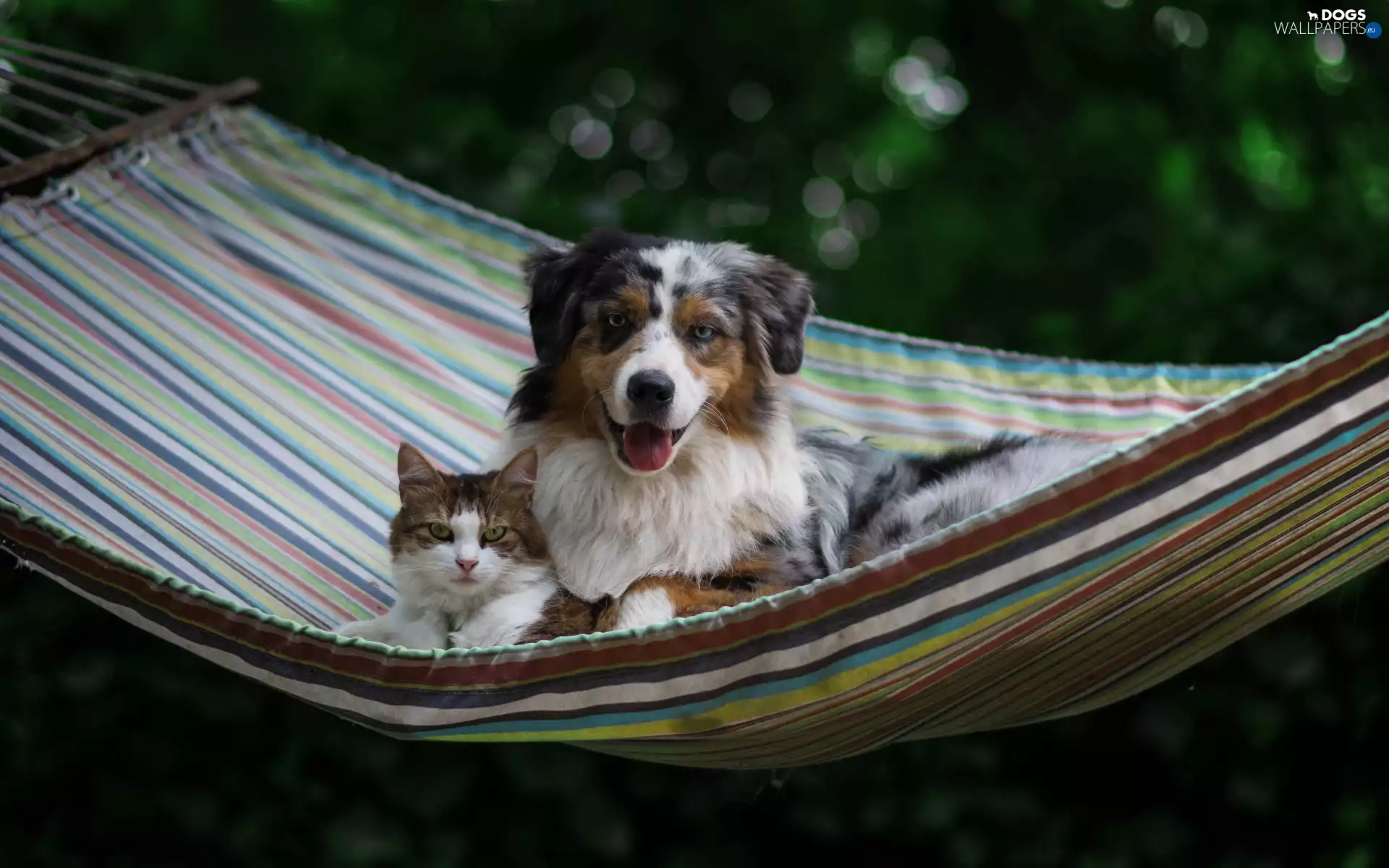 friends, Australian Shepherd, dog, Hammock, cat