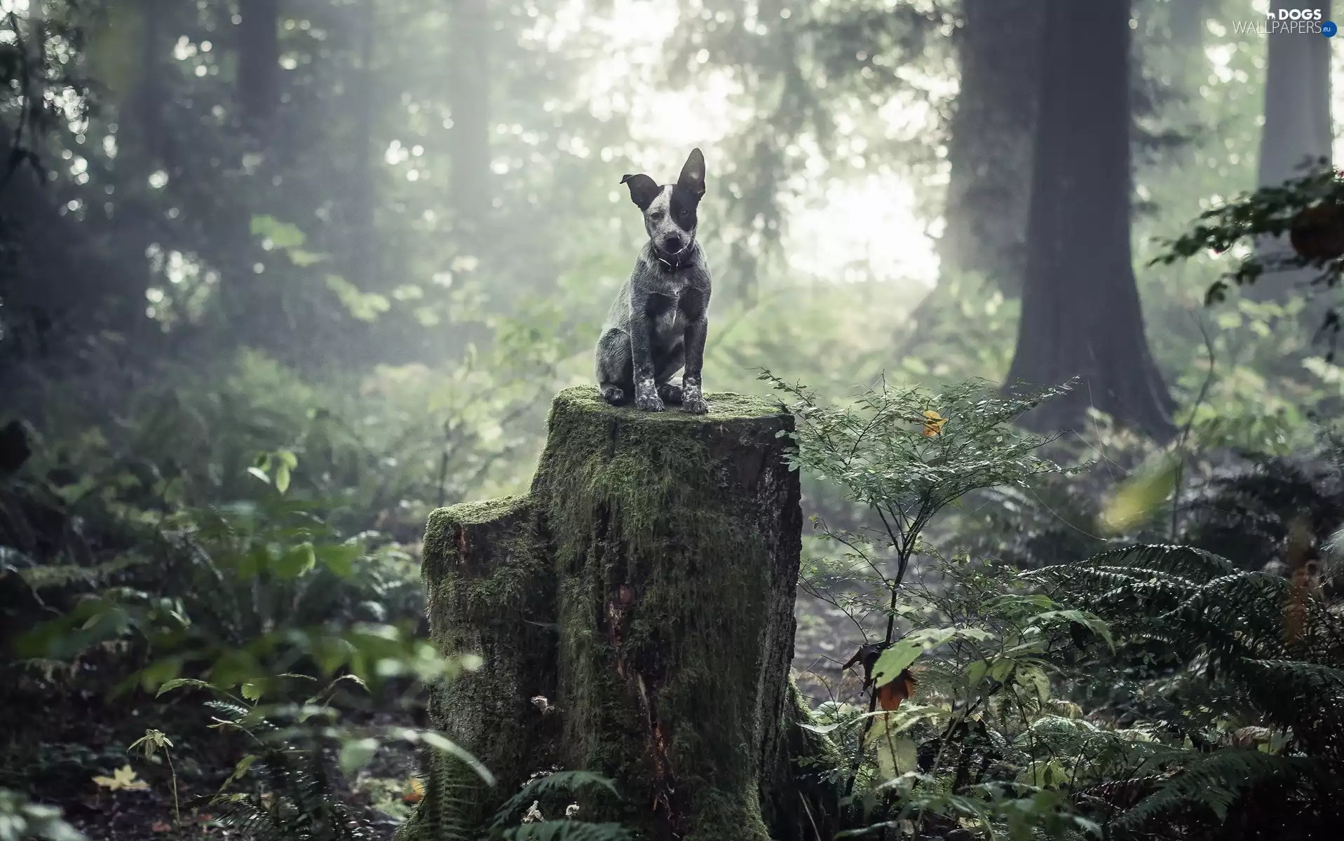 viewes, Australian cattle dog, trunk, trees, forest