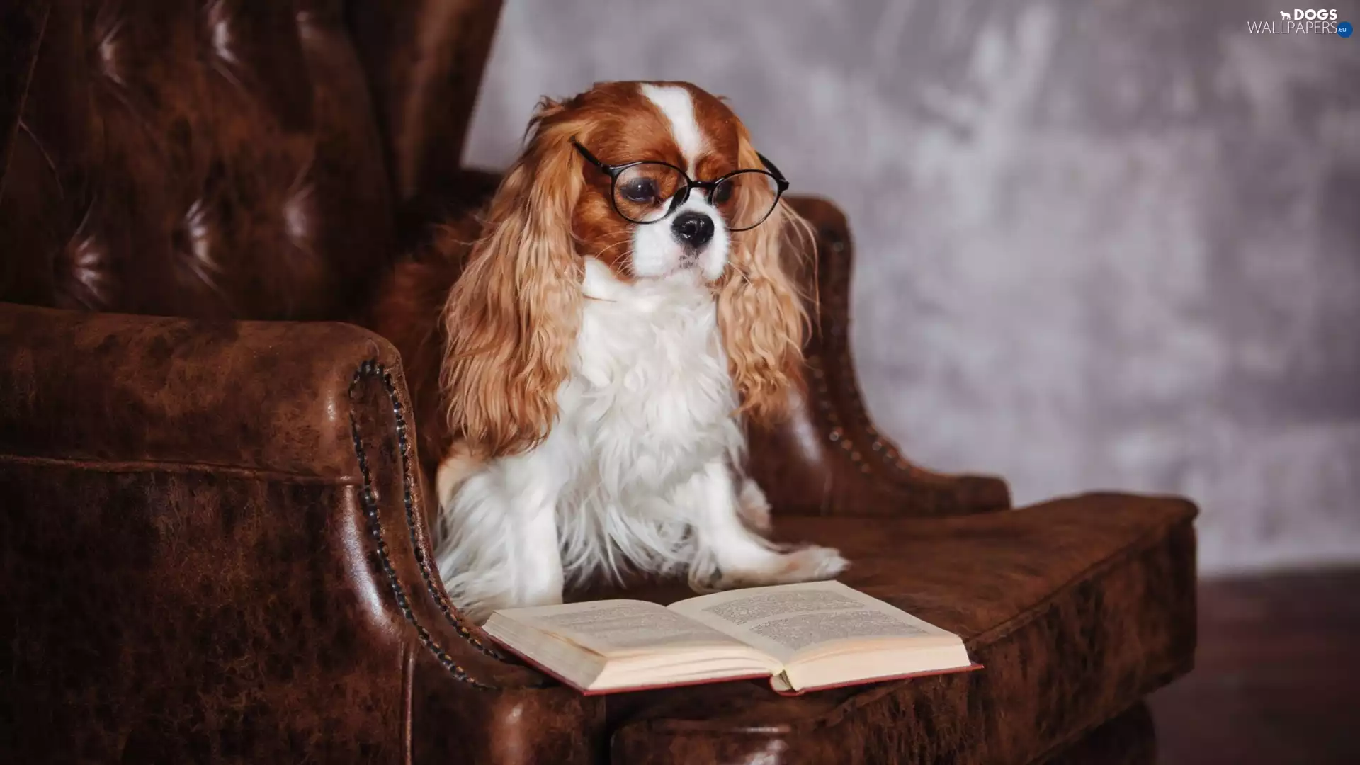 Armchair, Book, Cavalier King Charles spaniel, Glasses, dog