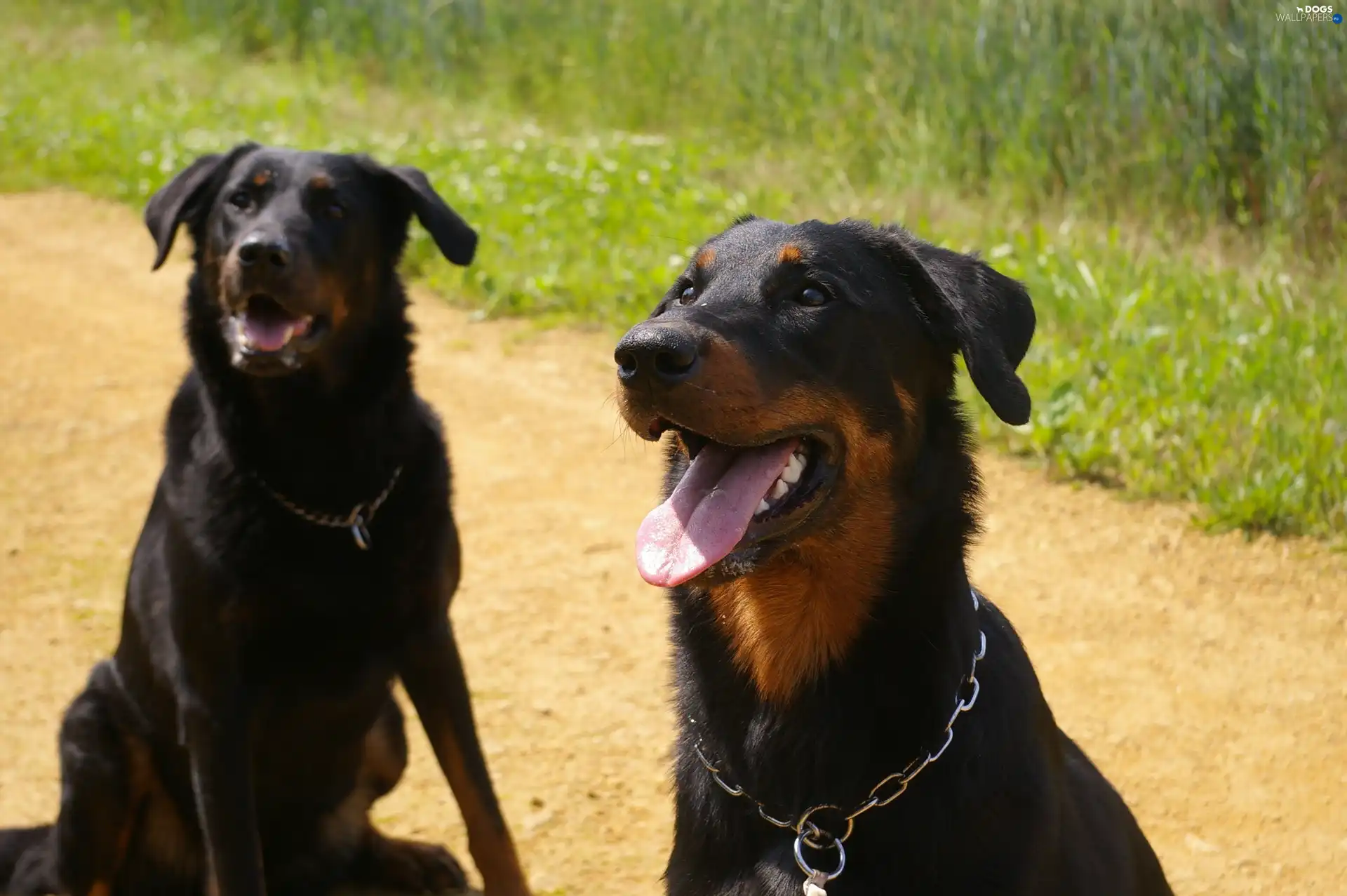 dog-collar, chain, Beauceron