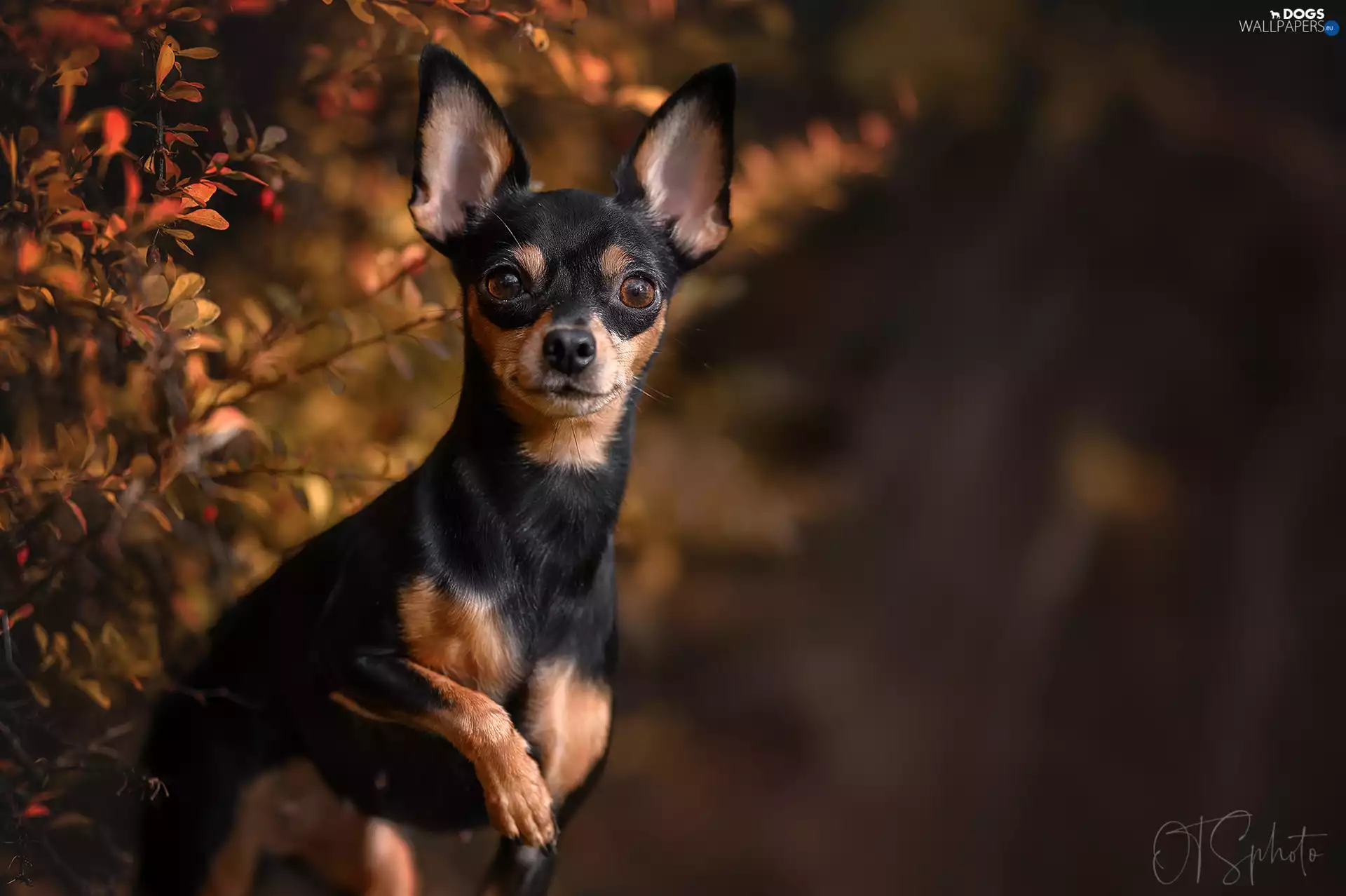 Chihuahua, Bush, barberry, dog