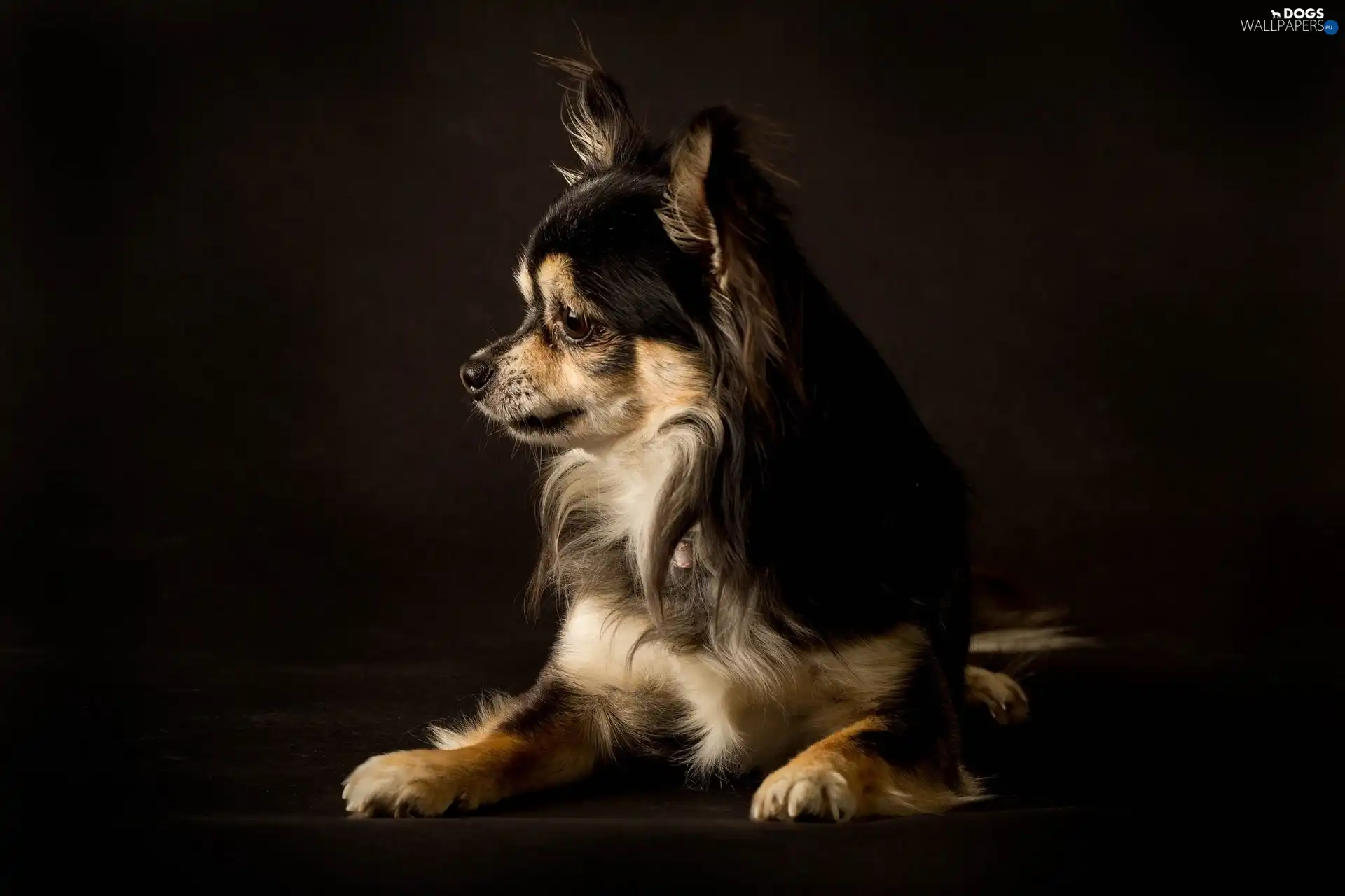 dog, Chihuahua