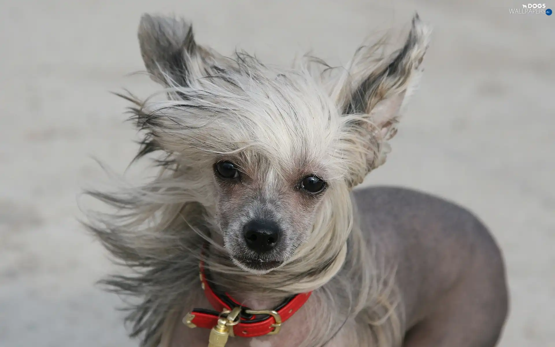dog-collar, red hot, Chinese, comber