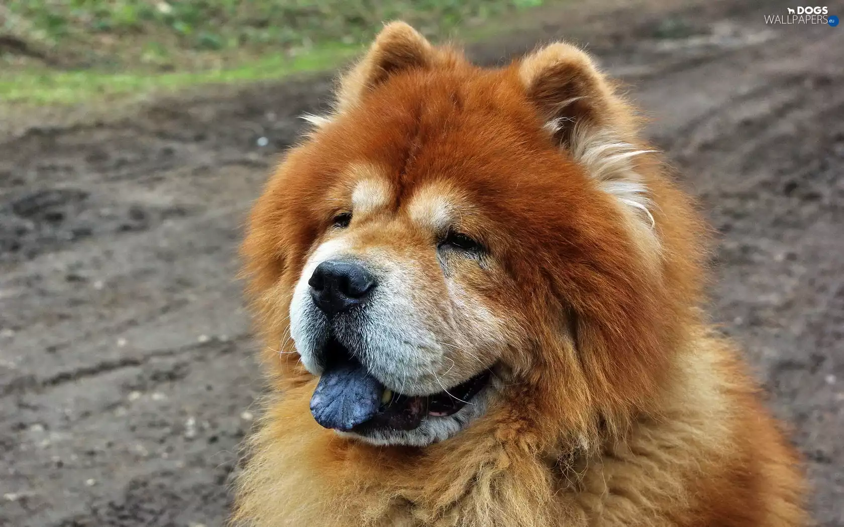 dog, Chow chow