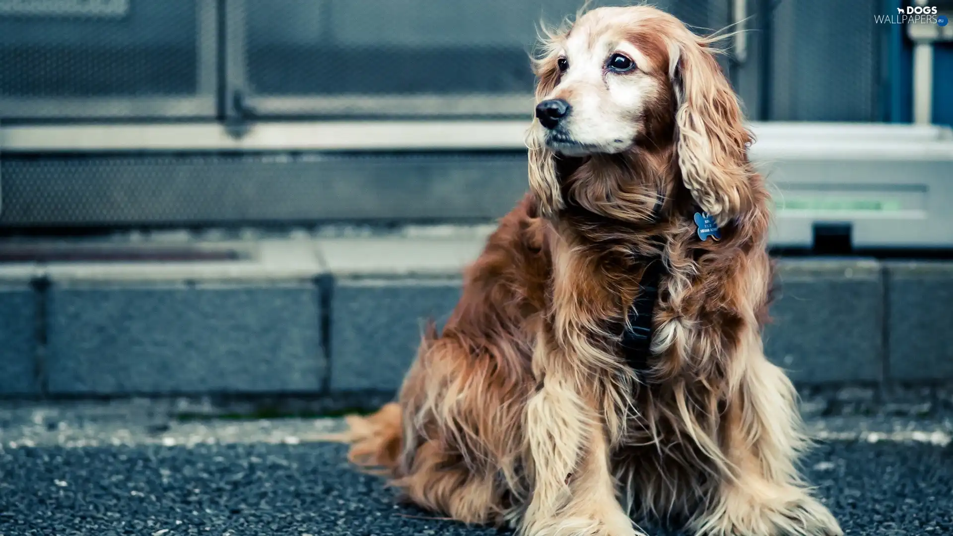 dog, Street, Cocker Spaniel