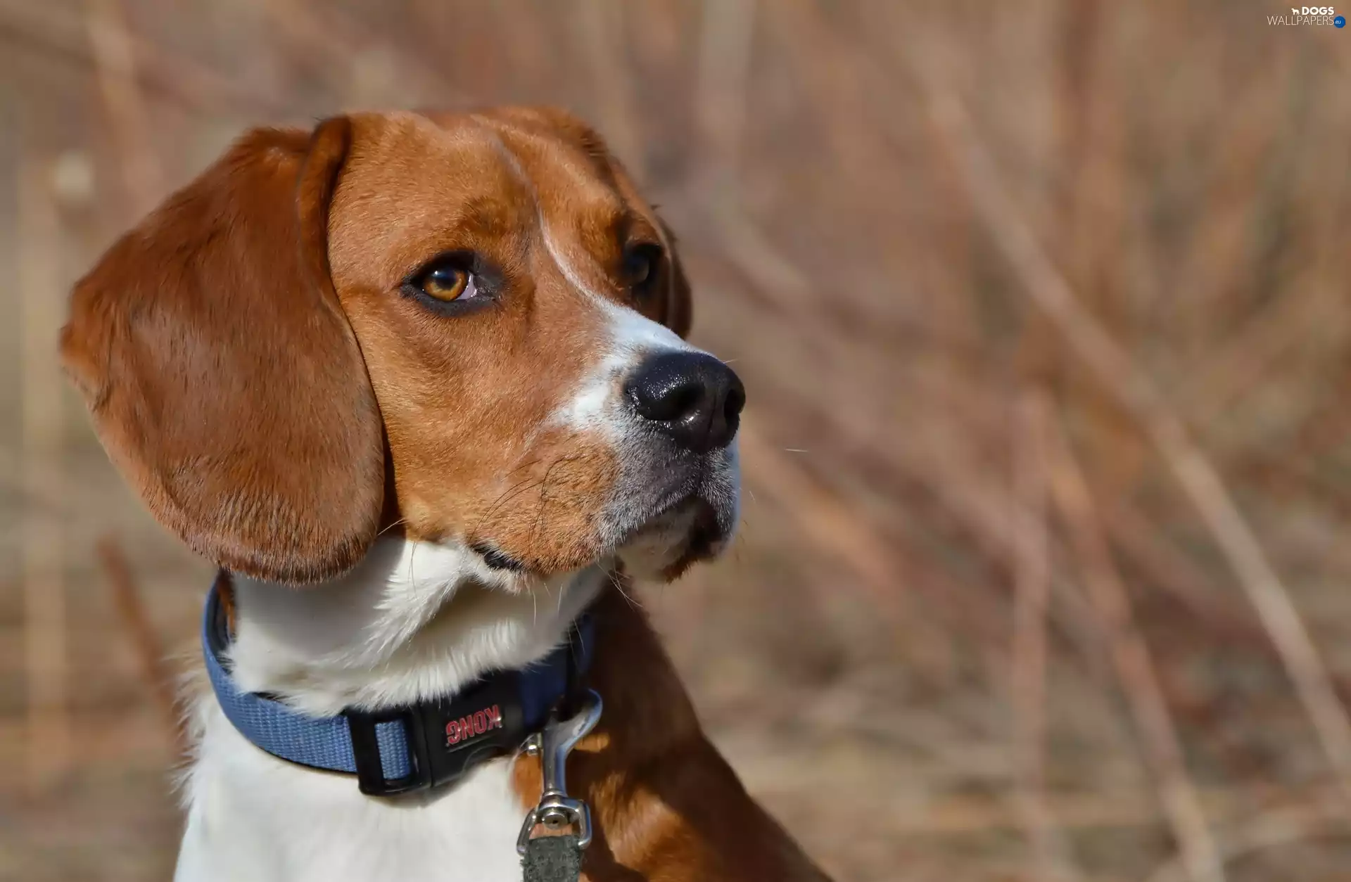 dog, dog-collar, portrait, Beagle