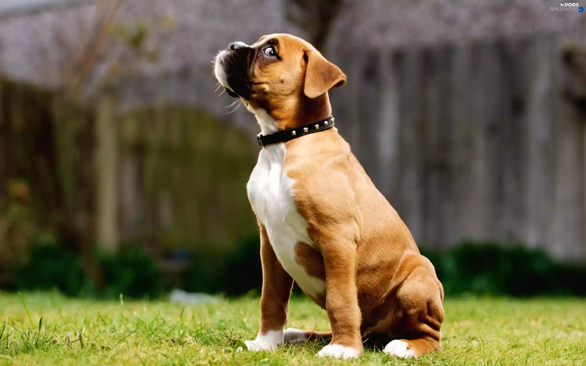 small, dog-collar, grass, boxer