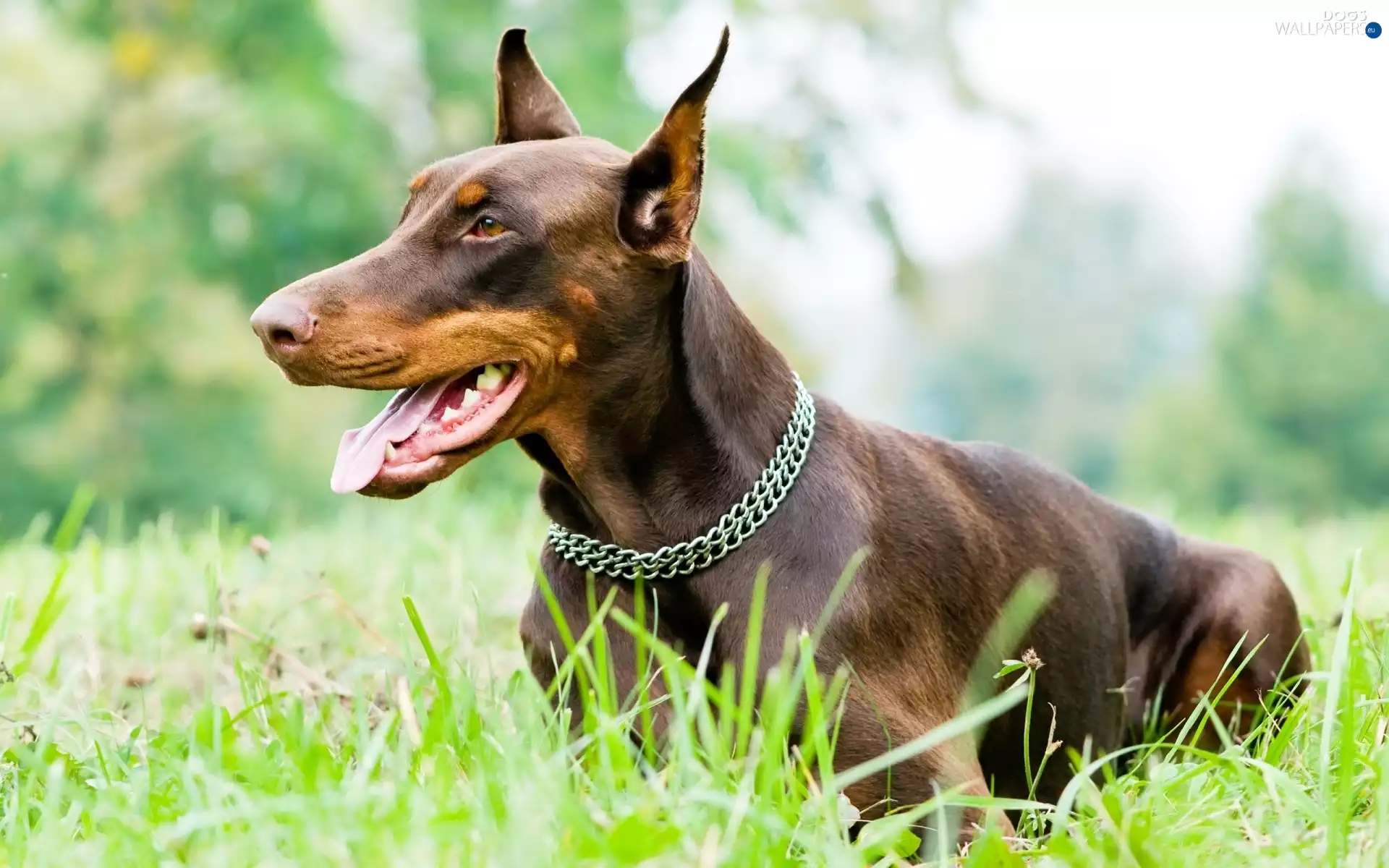 dog, dog-collar, grass, Doberman
