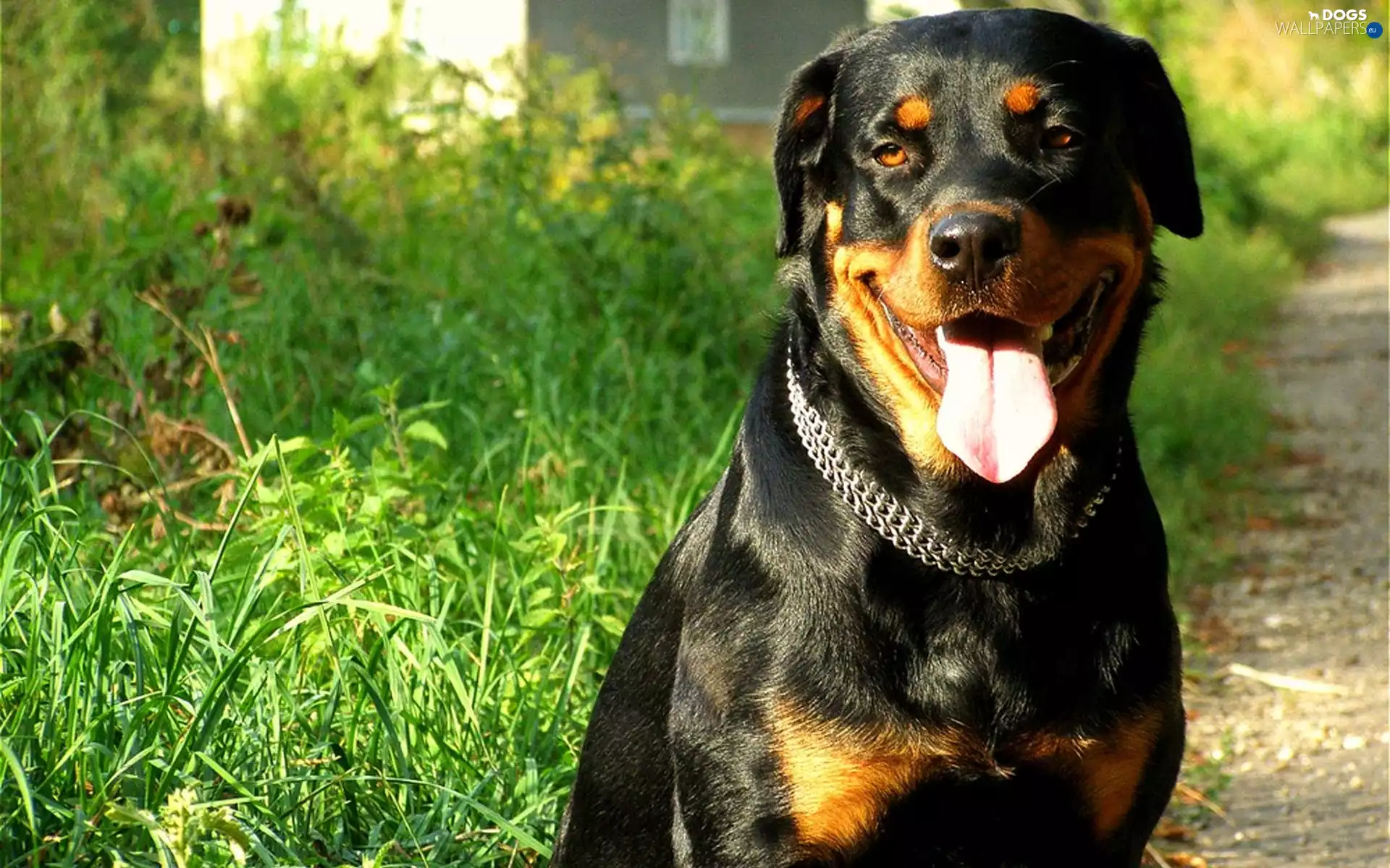 Rottweiler, dog-collar, grass, Tounge