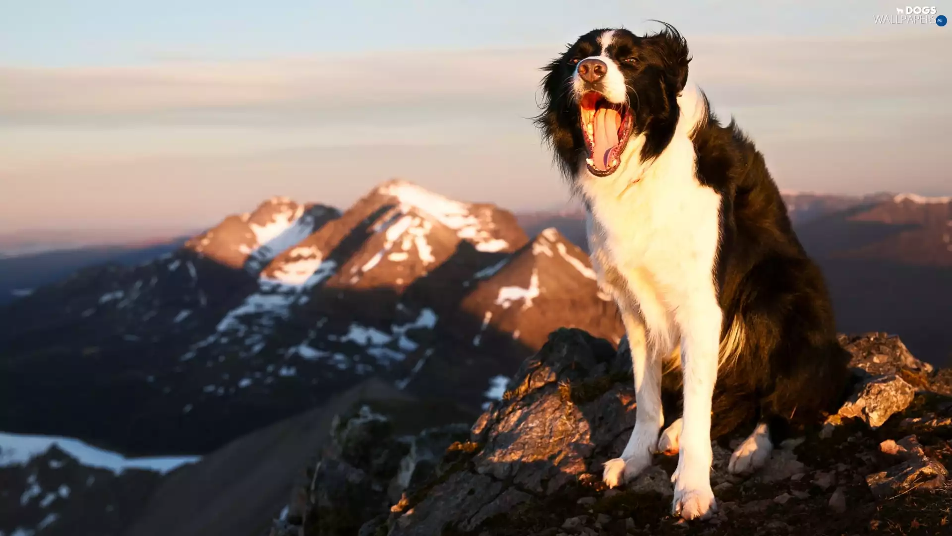 Mountains, mouth, joy, dog, Border Collie