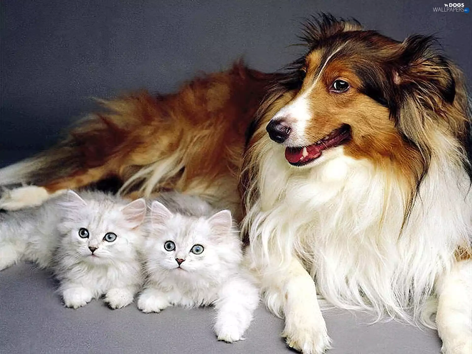 White, dog, Collie rough, puss