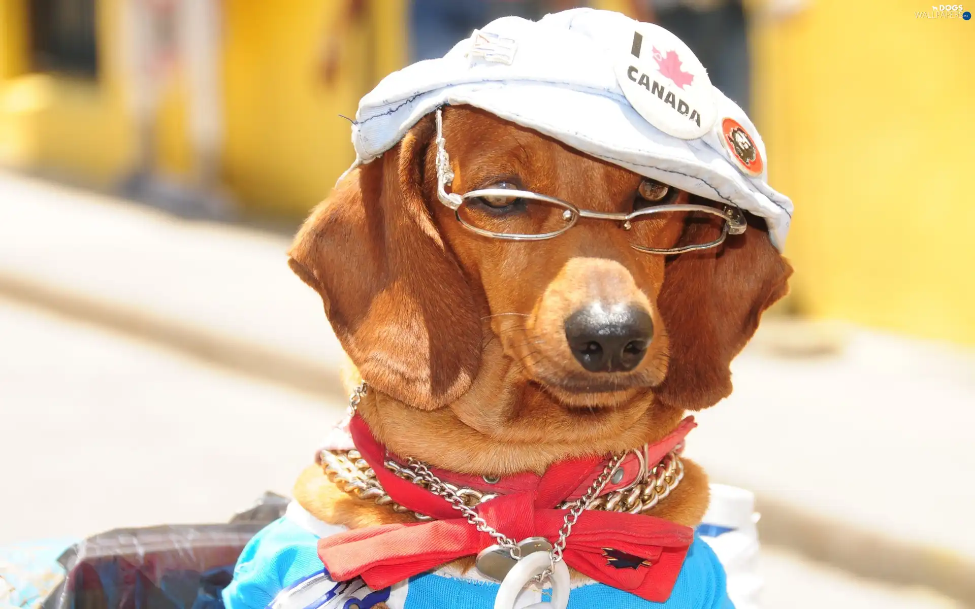 dog-collar, Glasses, dachshund, Hat