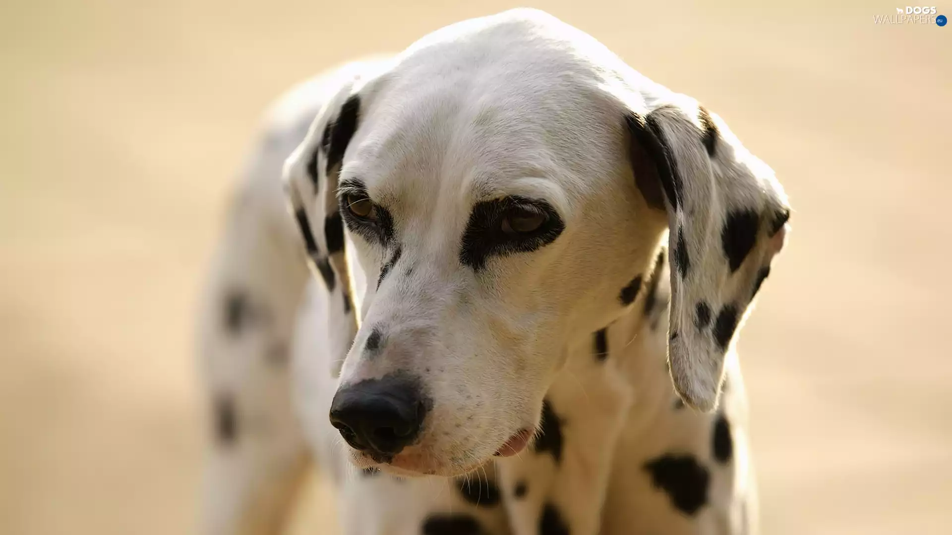 dog, Dalmatian