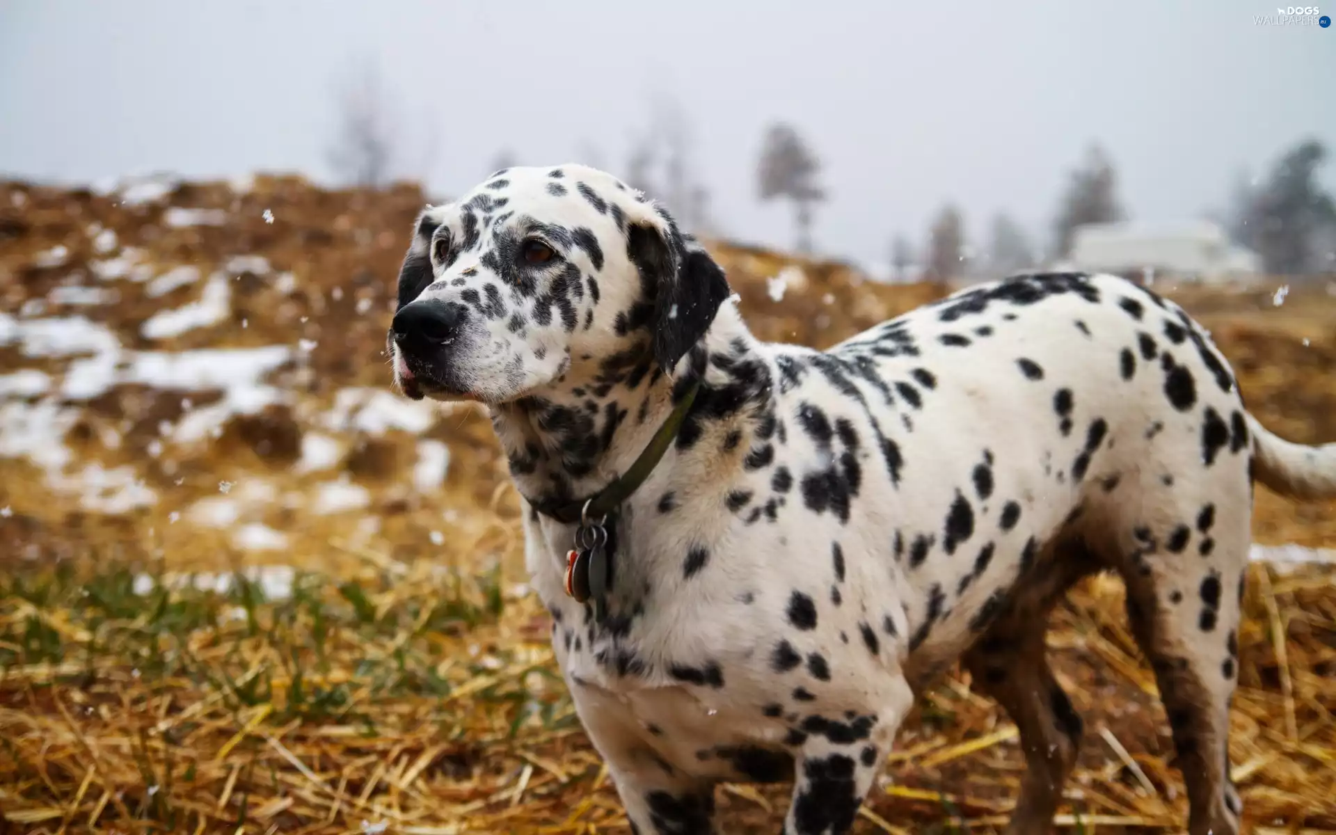 dog, Dalmatian