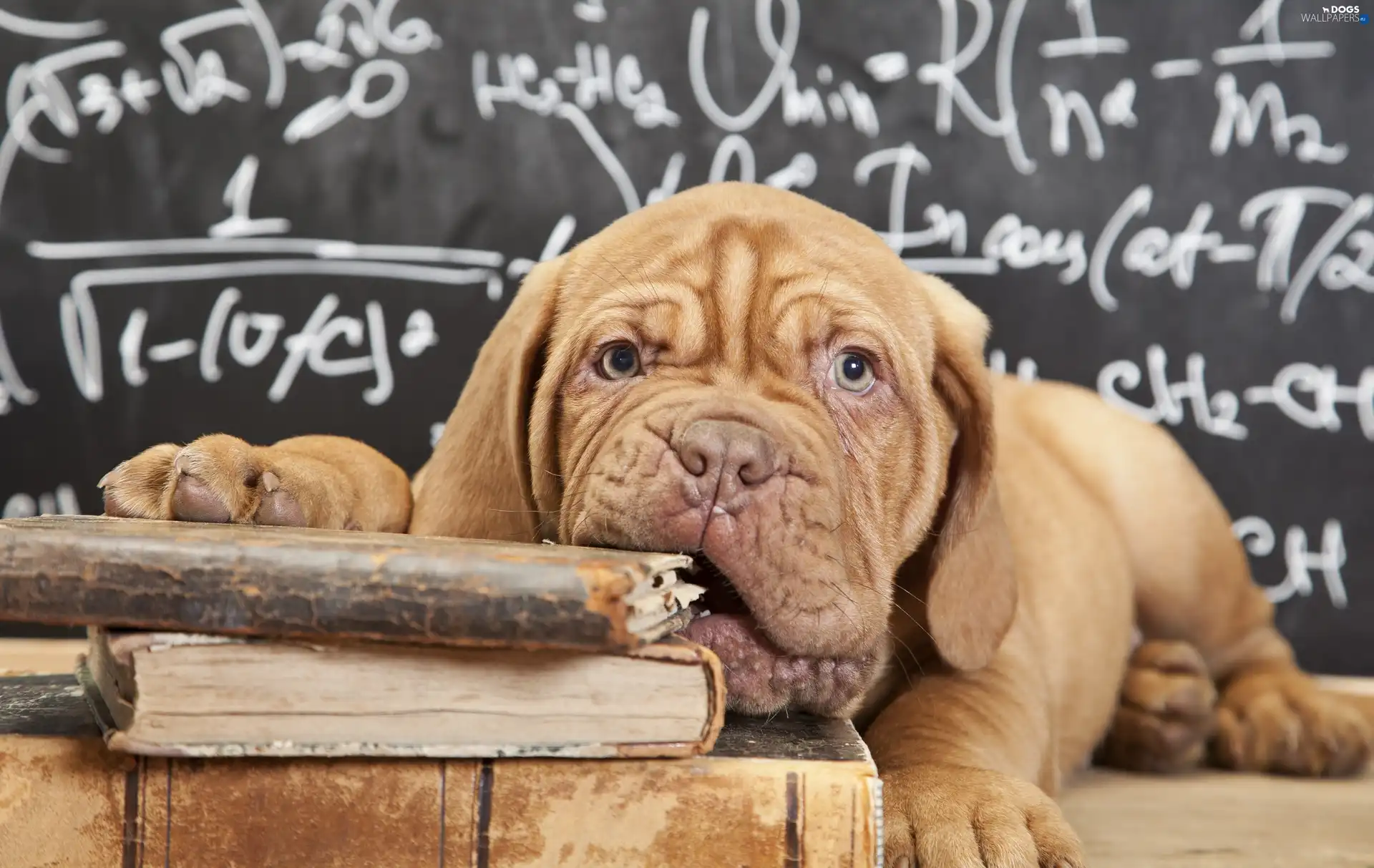 dog, Books, Dog de Bordeaux