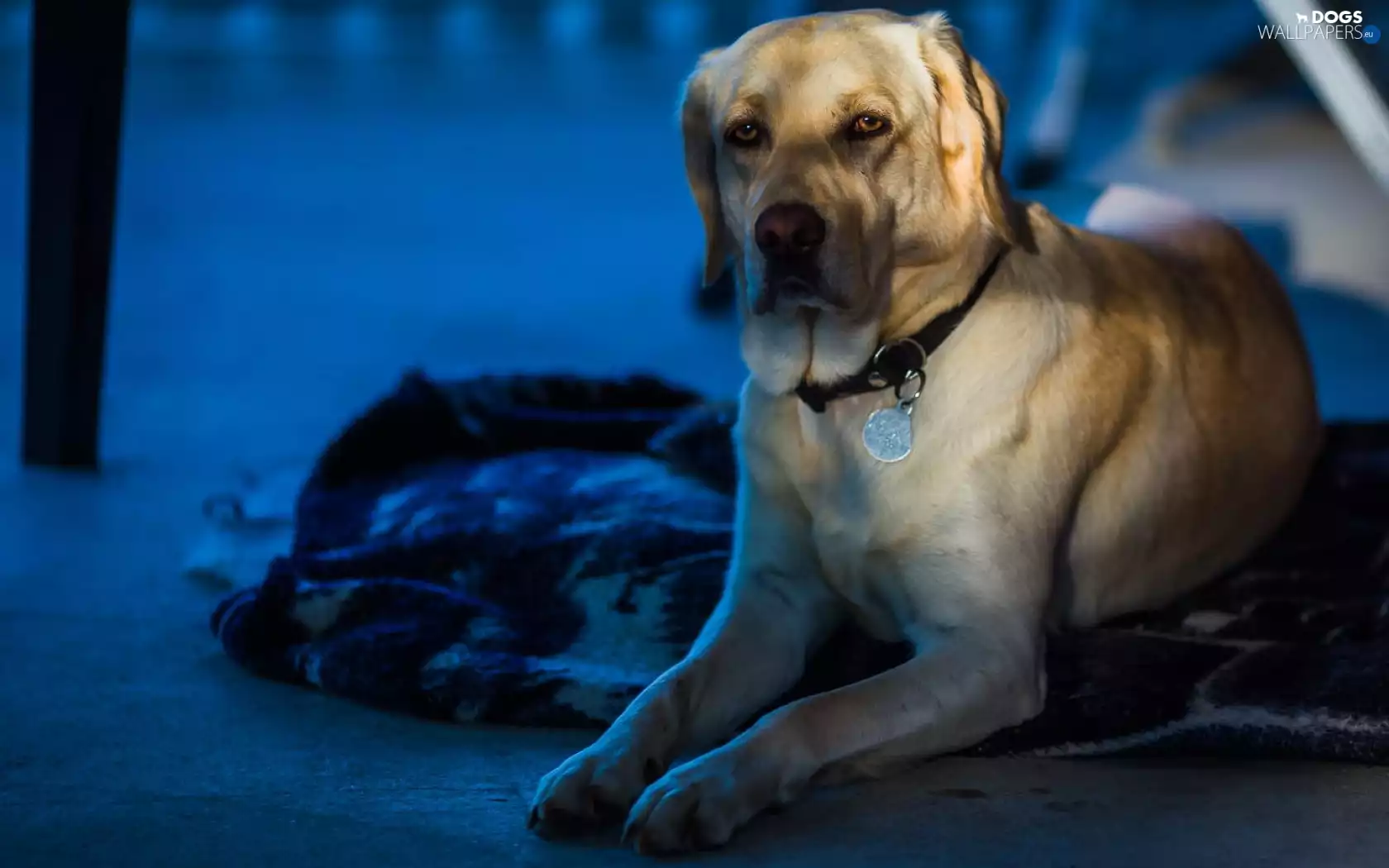 dispatch, Labrador Retriever, dog