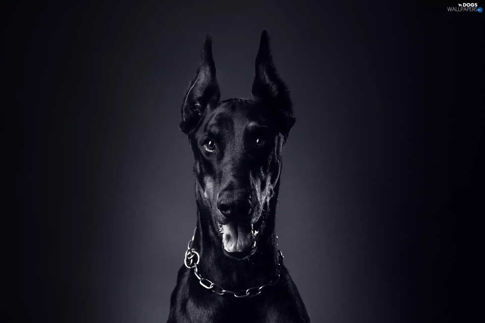 dog, Doberman