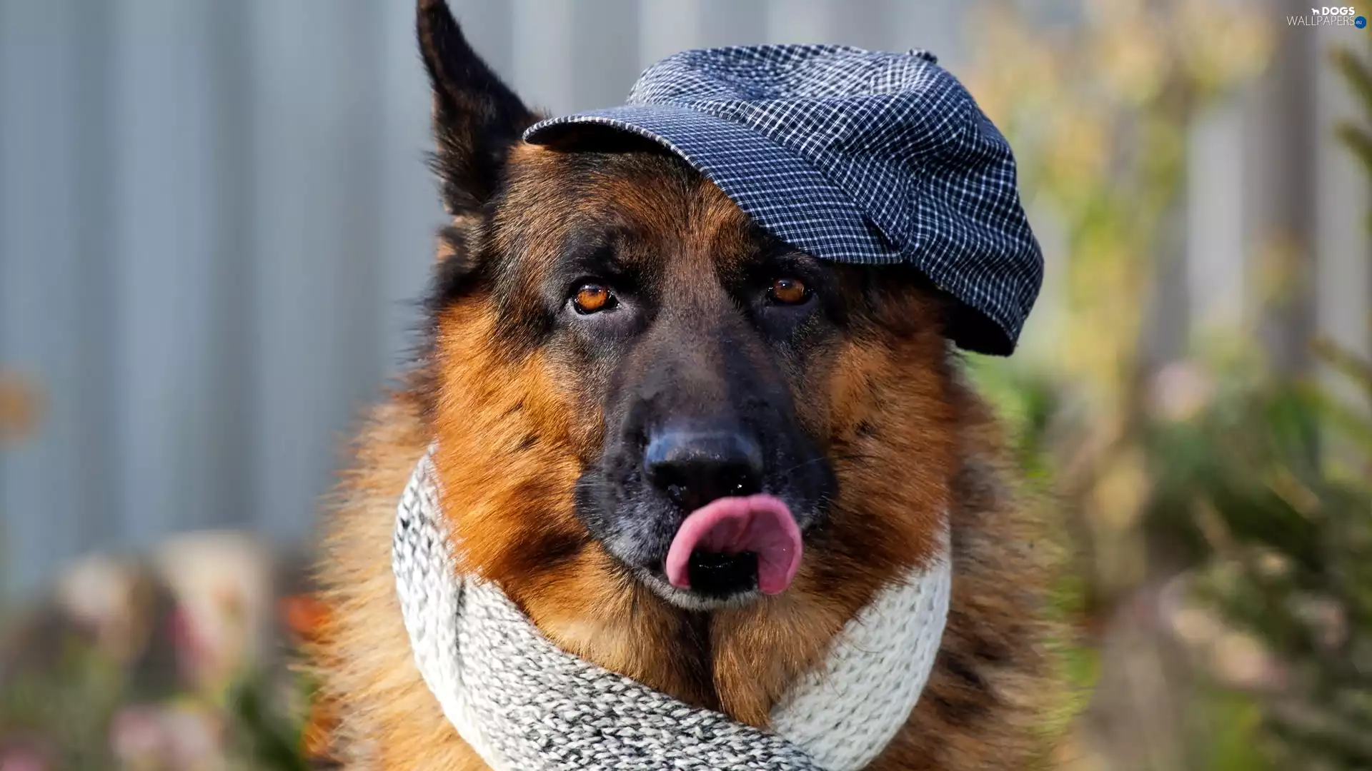 Hat, Scarf, sheep-dog, Tounge, dog