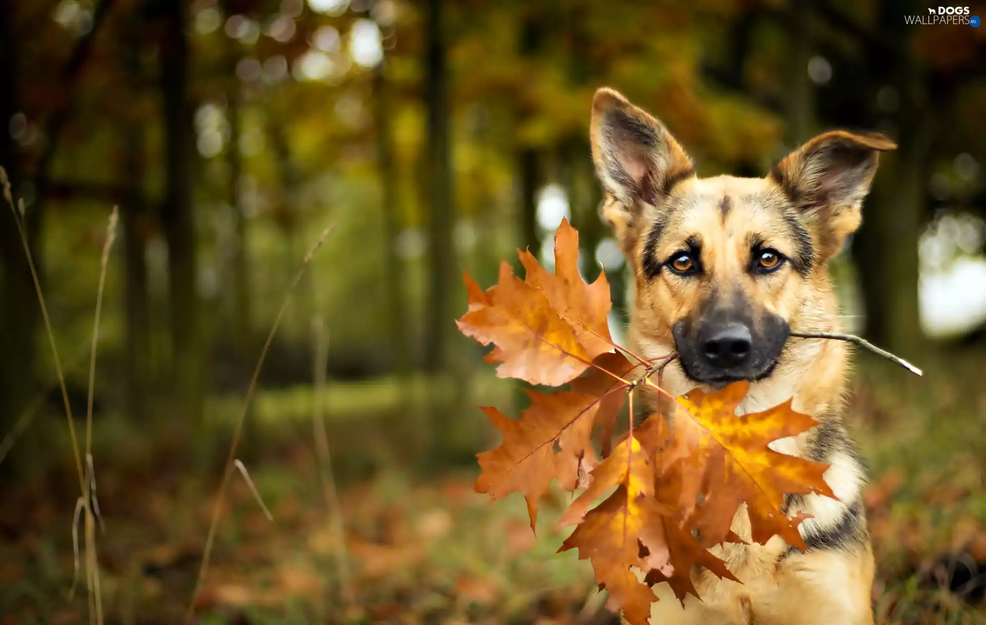 maple, leaf, sheep-dog, Autumn, dog