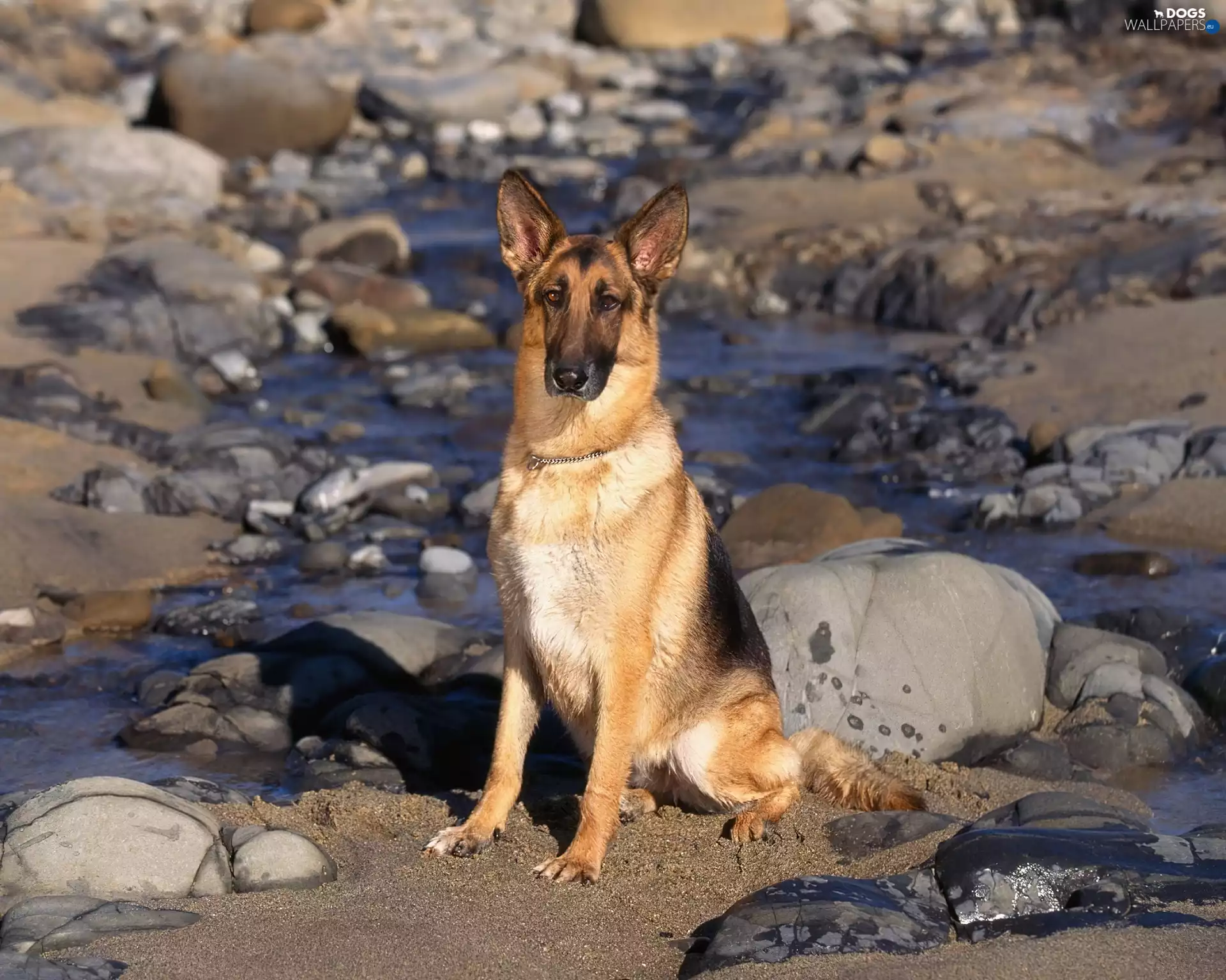 water, Stones, sheep-dog, german, dog