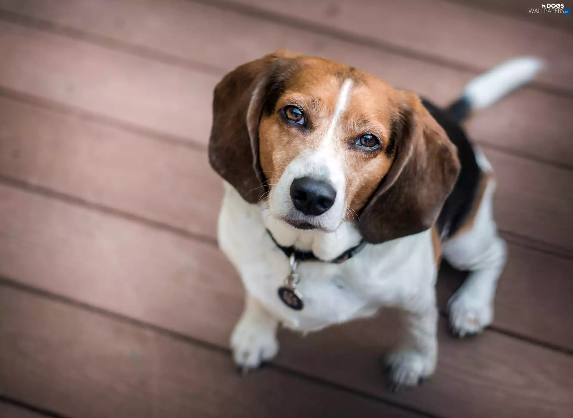 sad, Eyes, Beagle, dog-collar, doggy