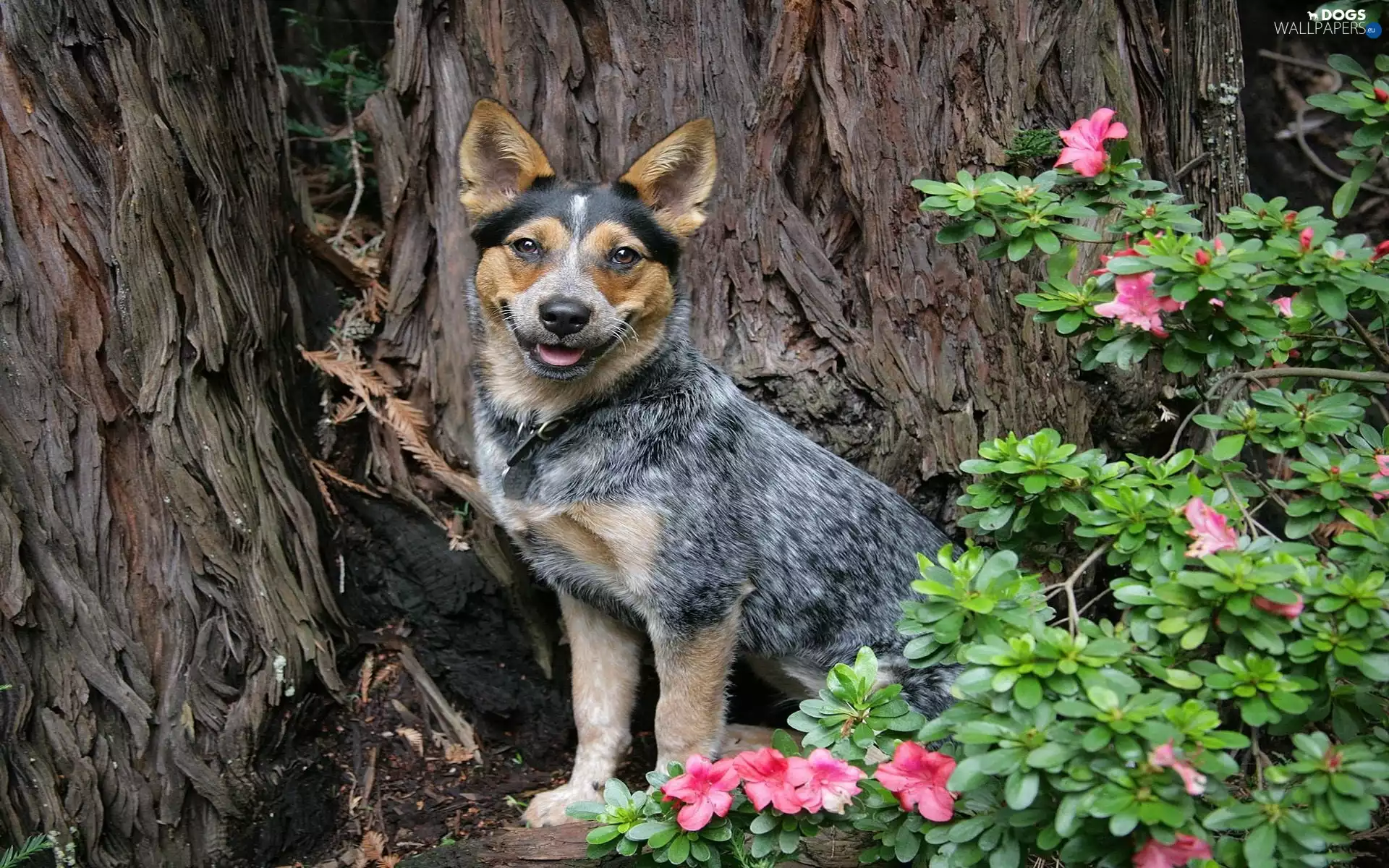 doggy, Australian cattle dog