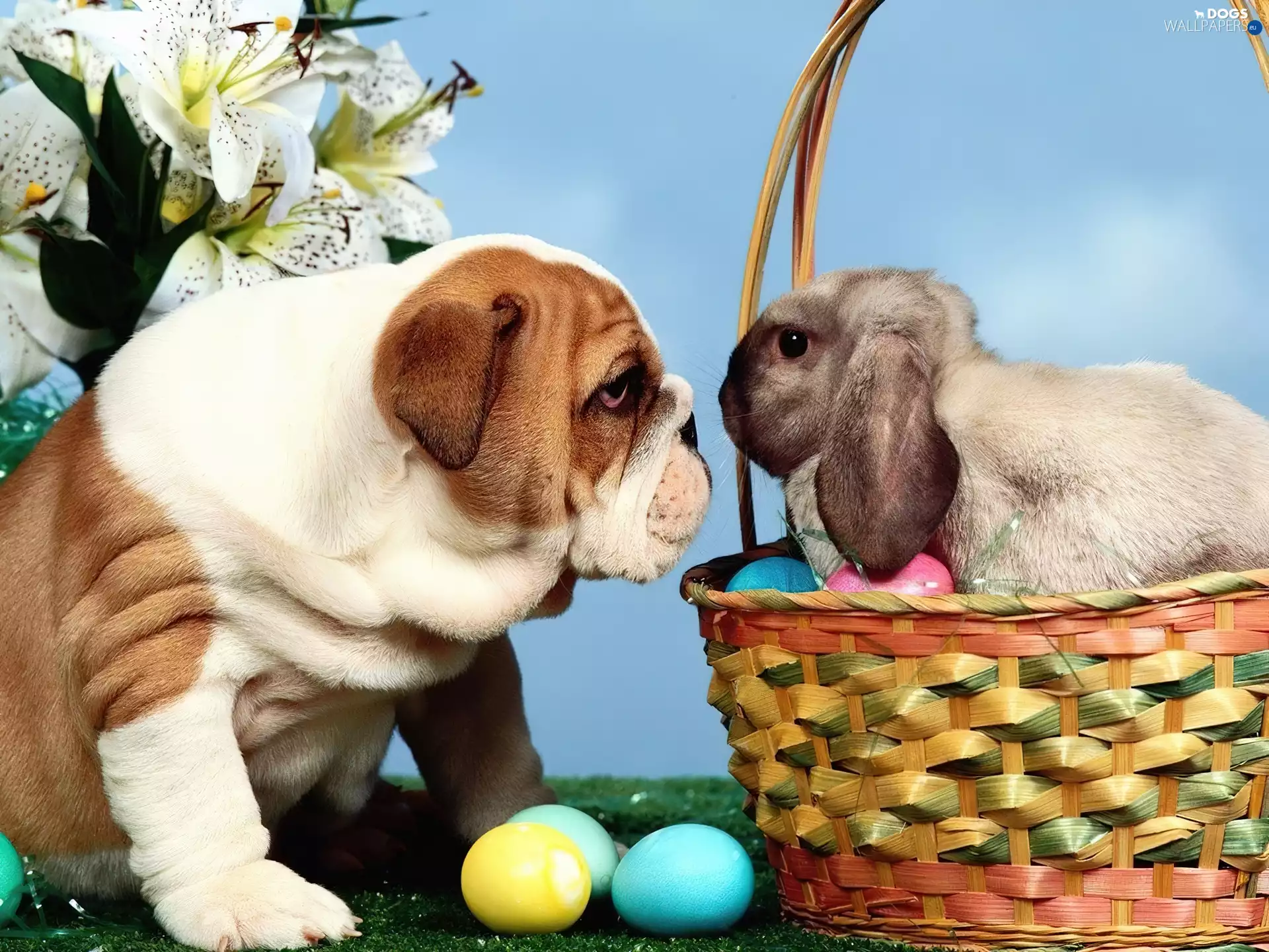 Easter, rabbit, Buldog, dog