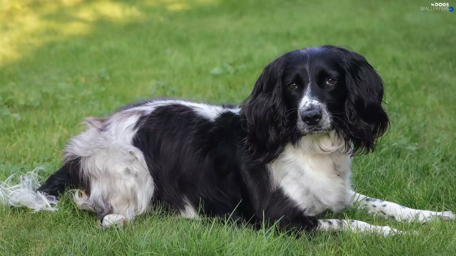 grass, dog, English Cocker Spaniel