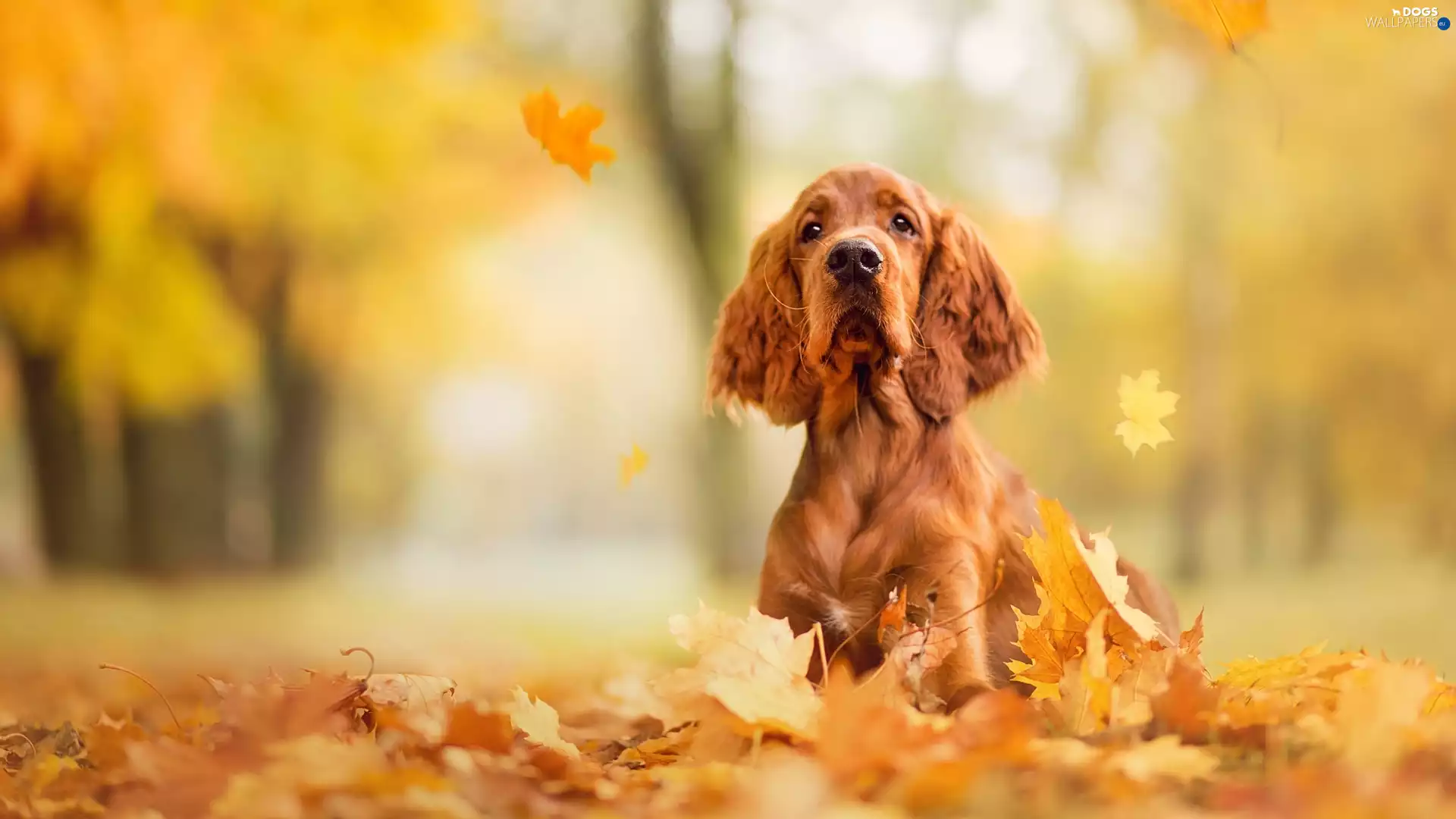Leaf, dog, English Cocker Spaniel