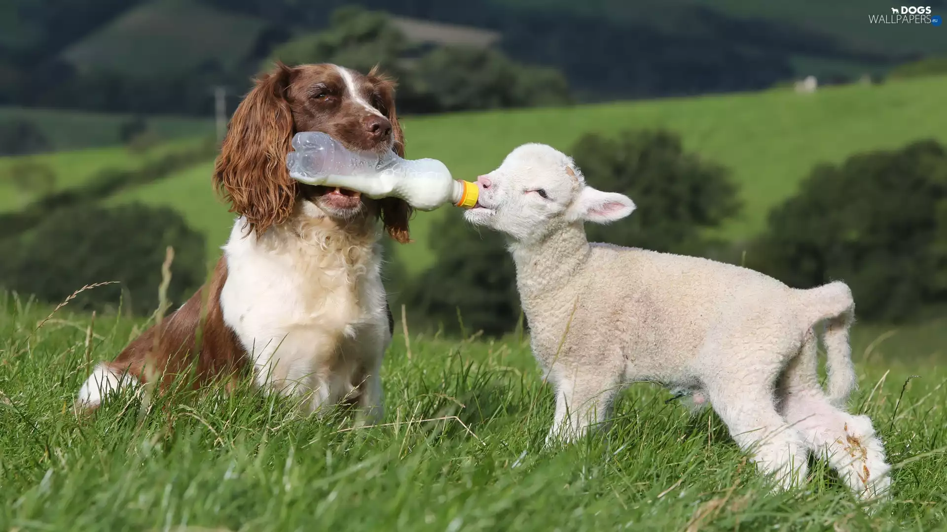 sheep, dog, English Springer Spaniel