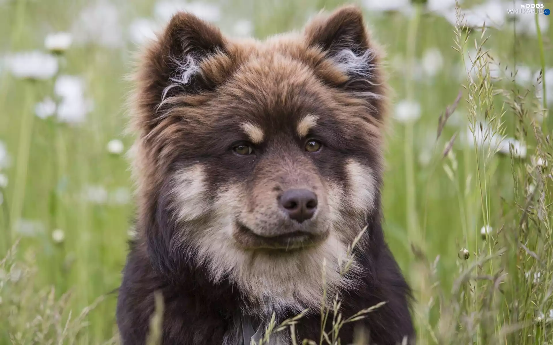 Finnish Lapphund, Meadow, dog