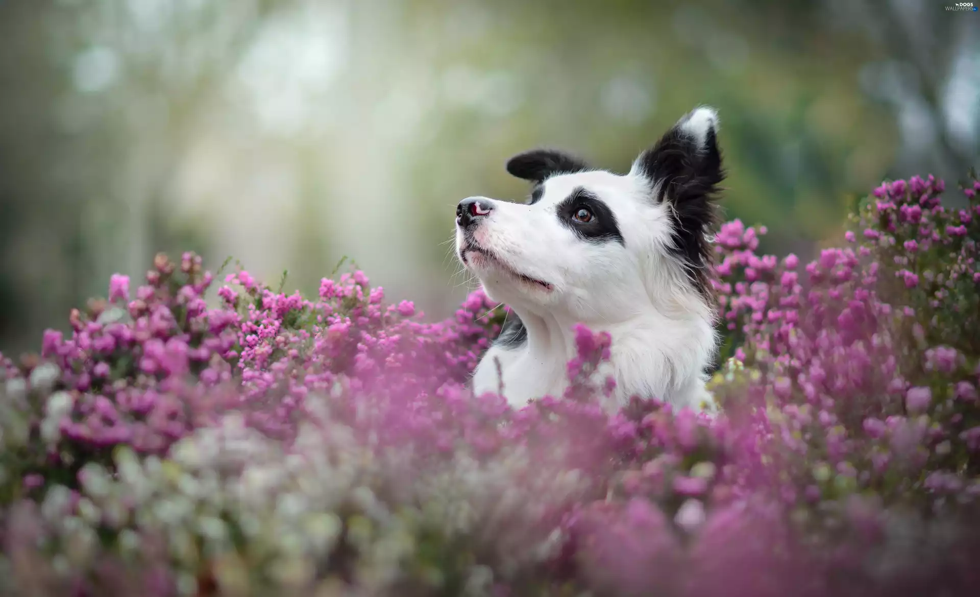 dog, Flowers