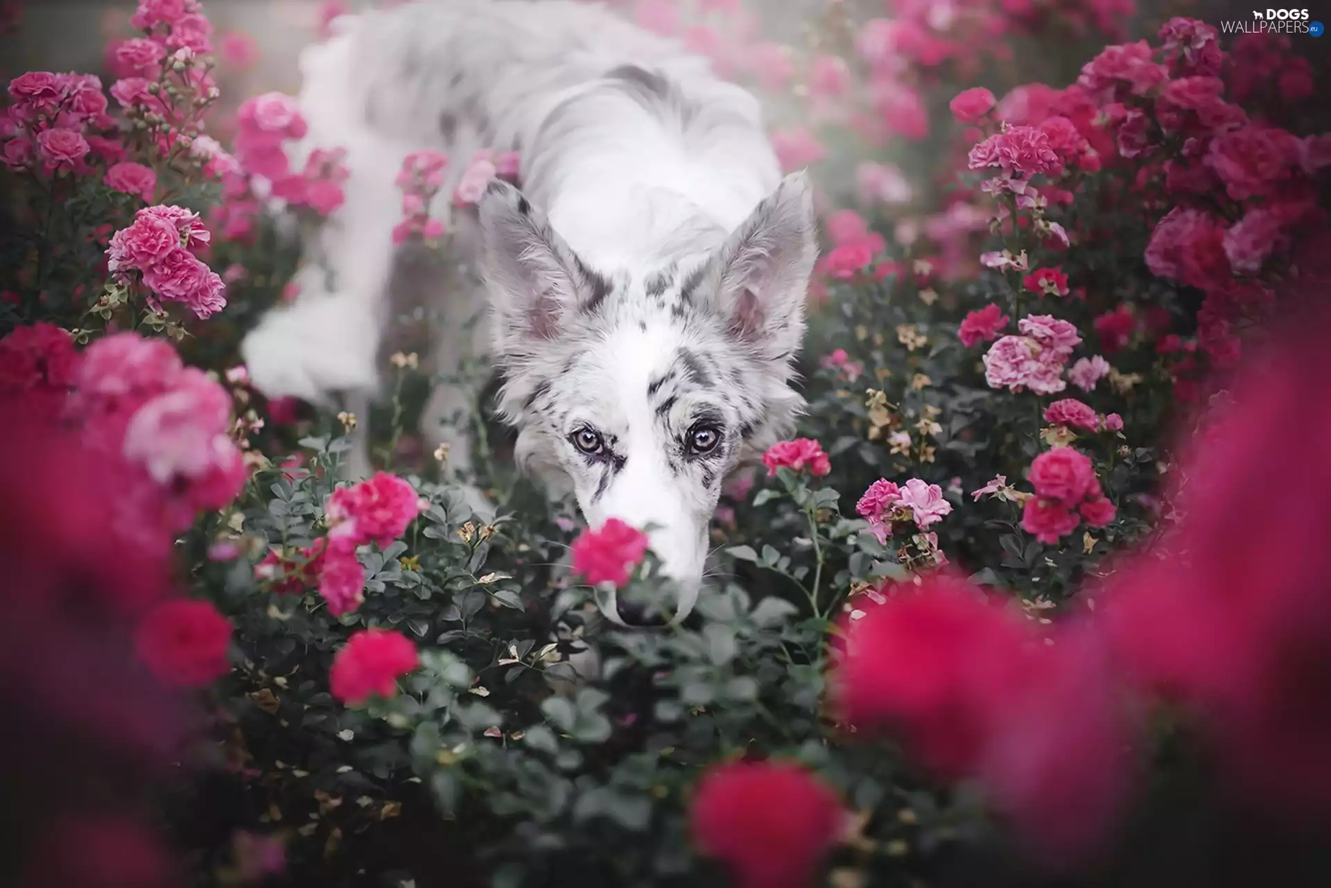 dog, Flowers
