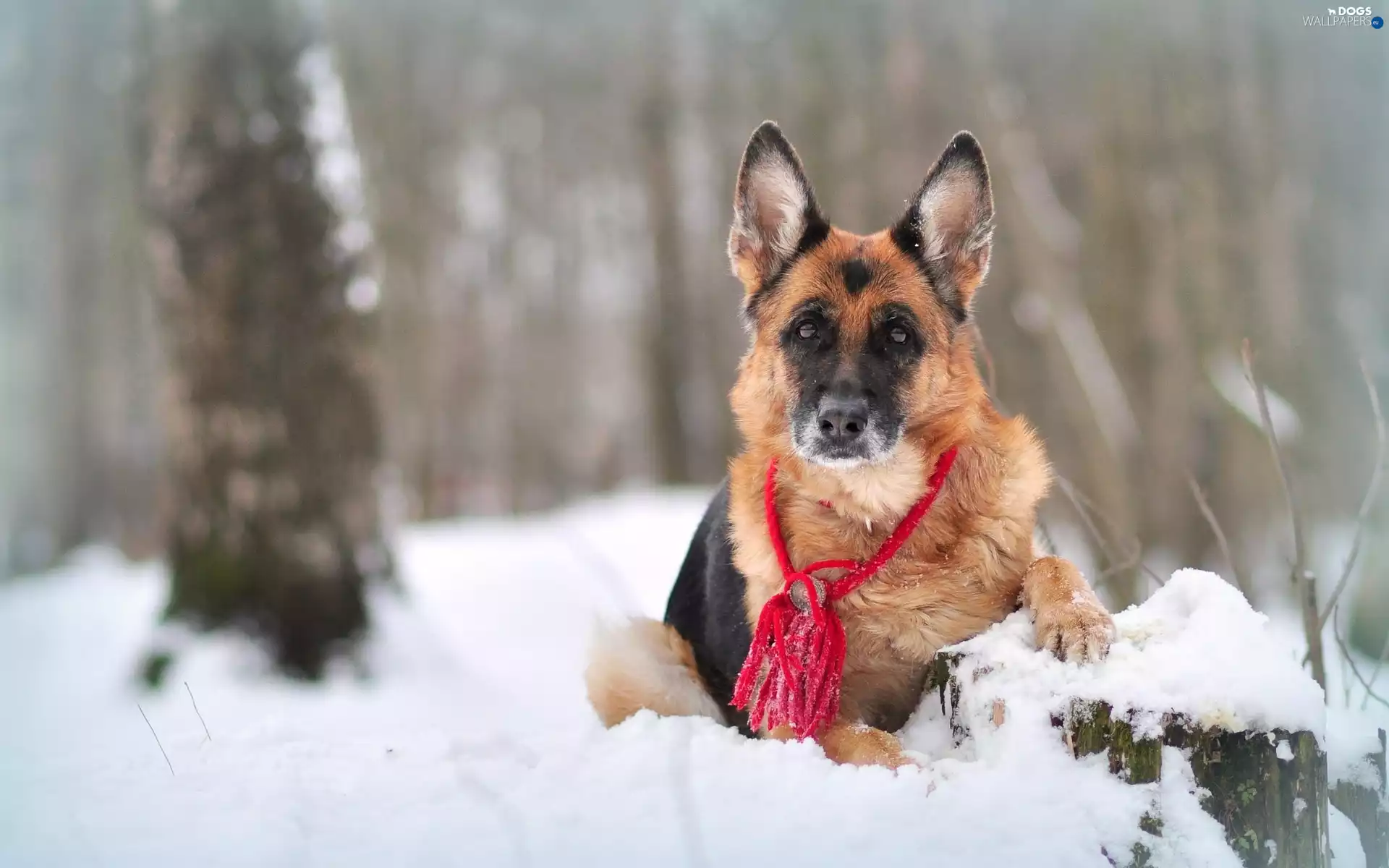 sheep-dog, forest, winter, german