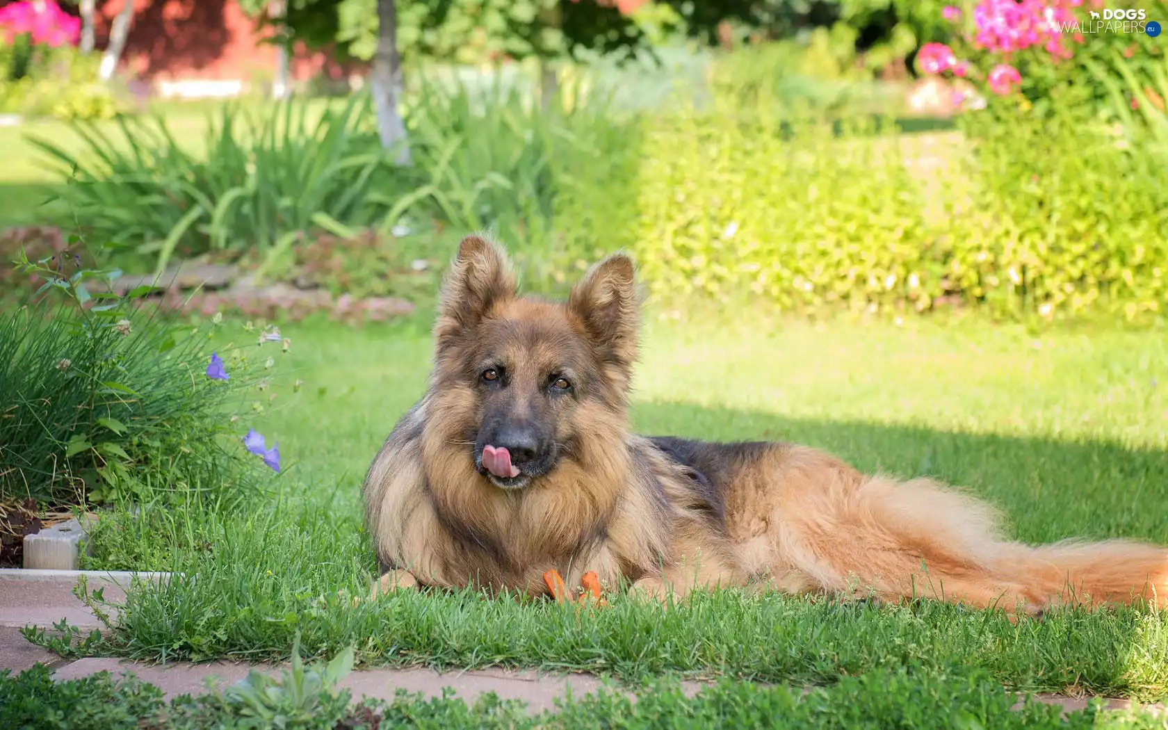 garden, dog, sheep-dog